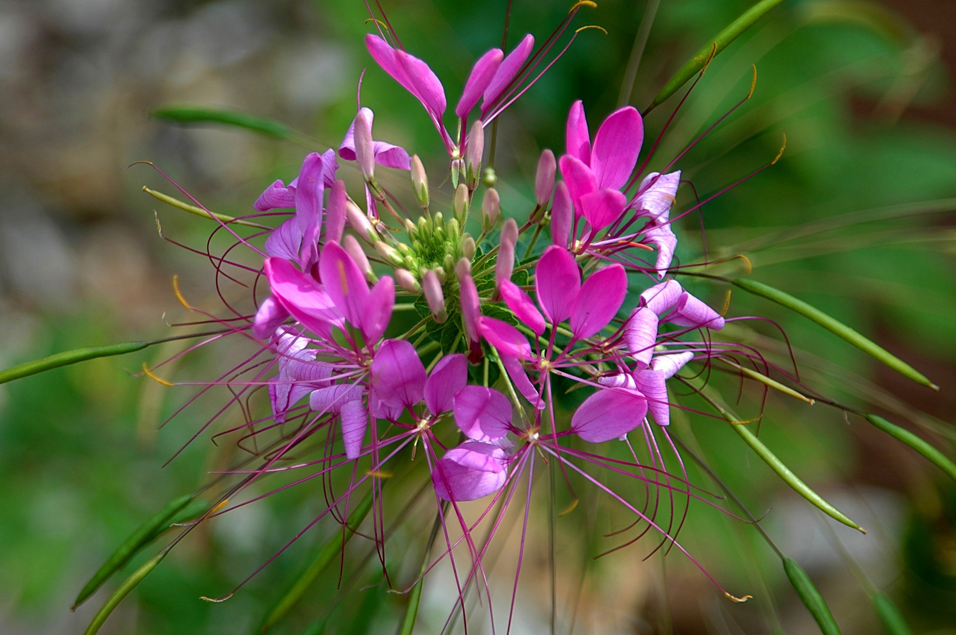 blooms blossom cleome free photo