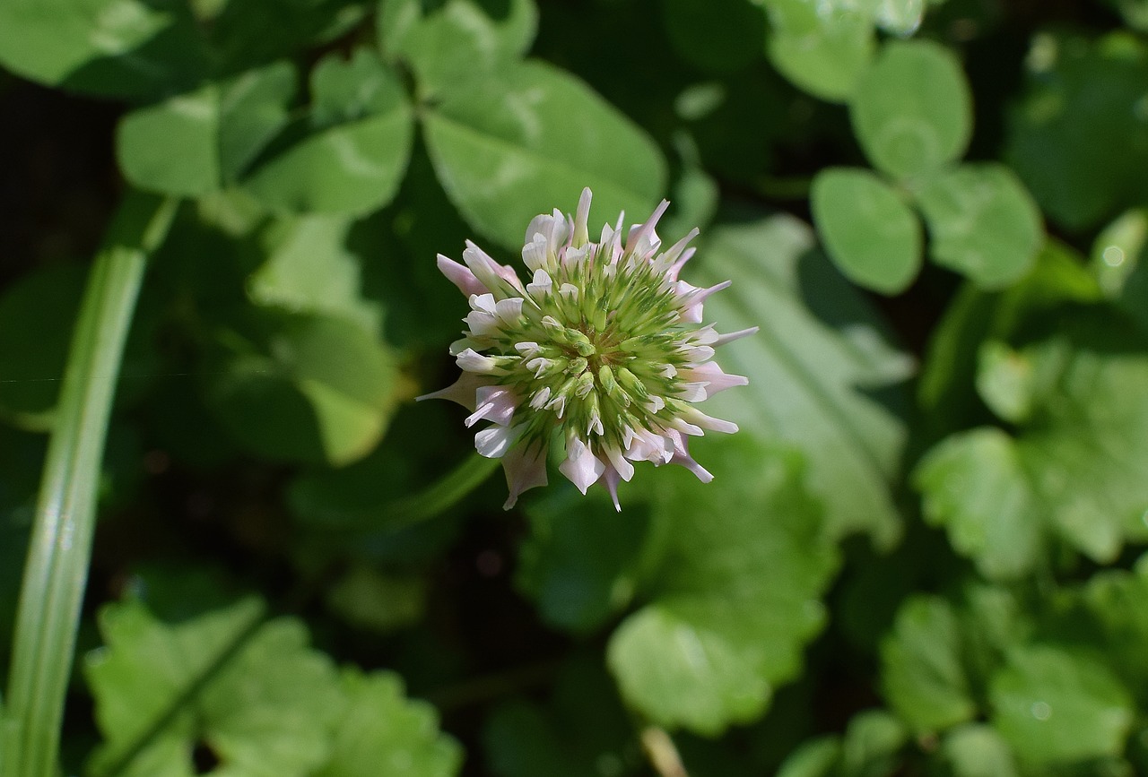 pink clover blossom bloom free photo