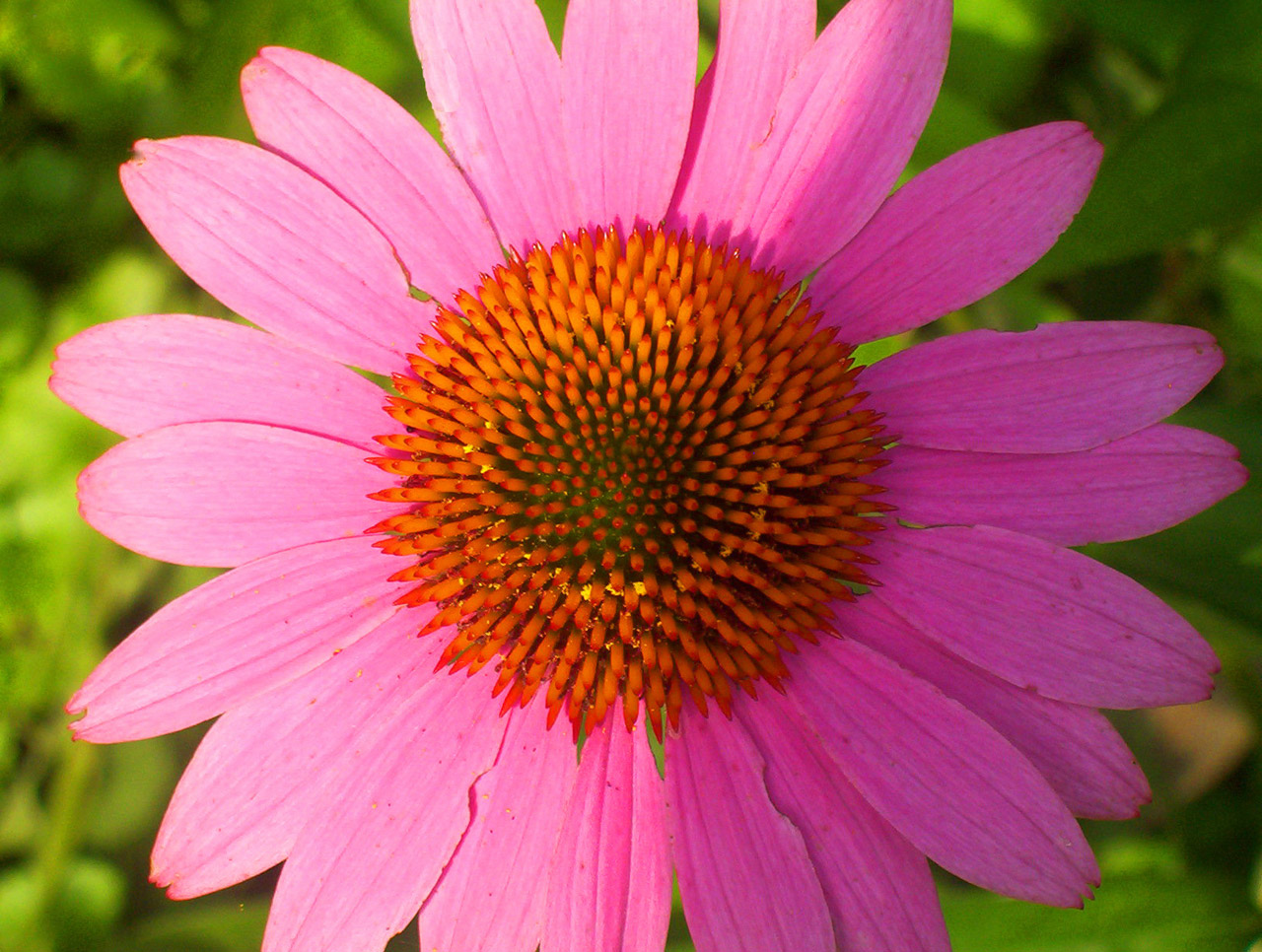 bloom flower pink free photo