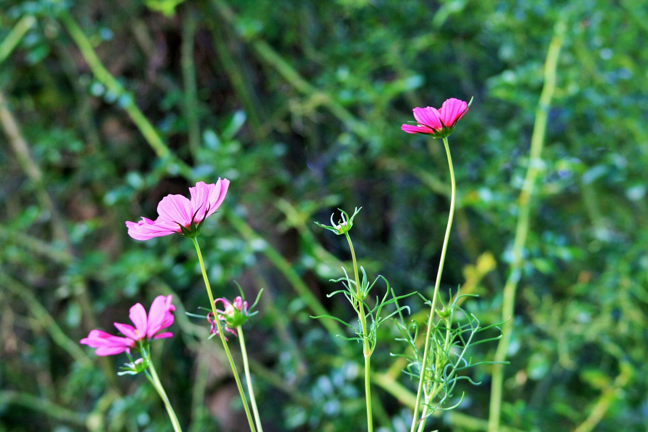 pink cosmos flowers cosmos free photo