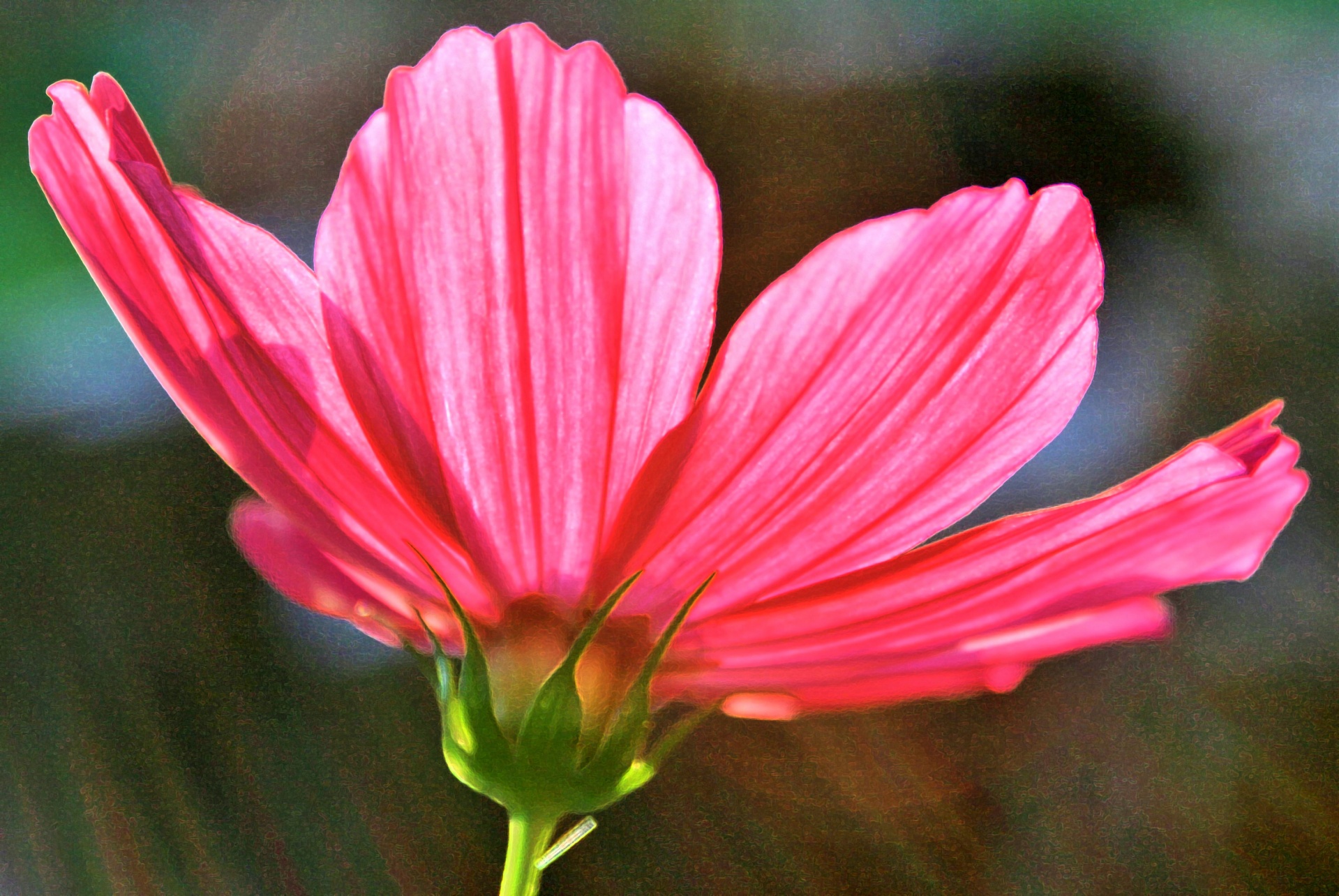 flower flora pink free photo