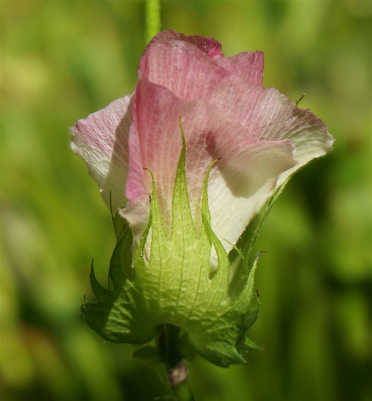 pink cotton flower cotton flower free photo