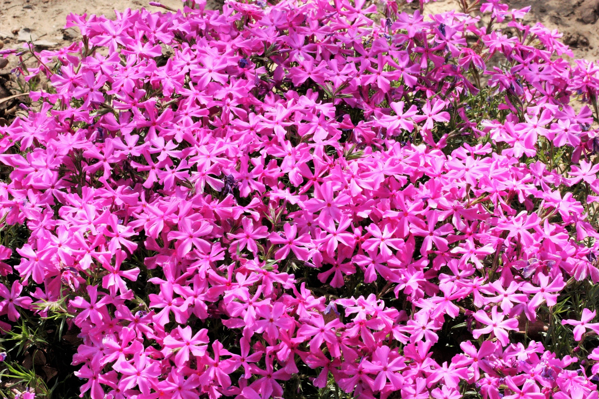 nature plants flowers free photo