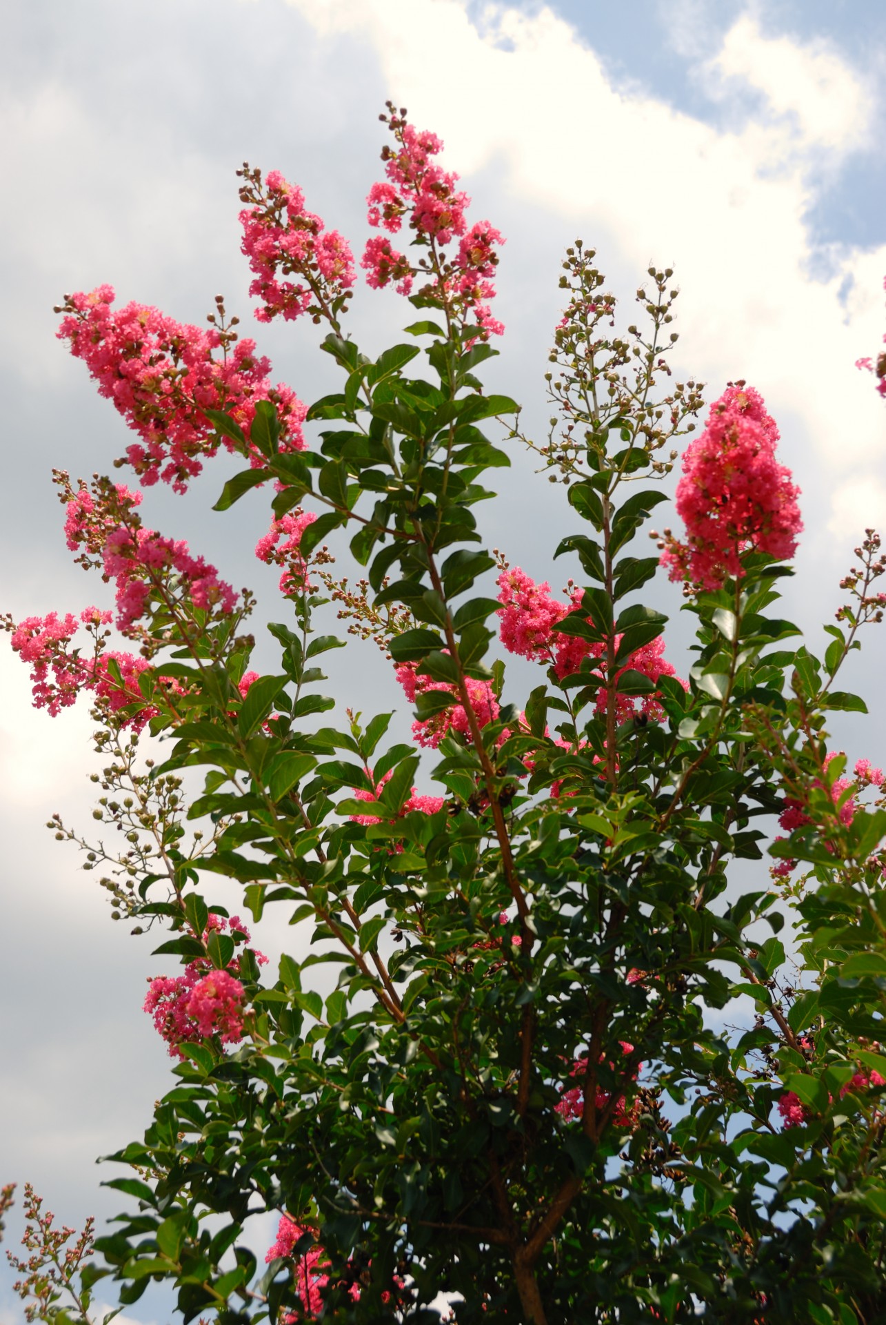 abstract bloom blooming free photo