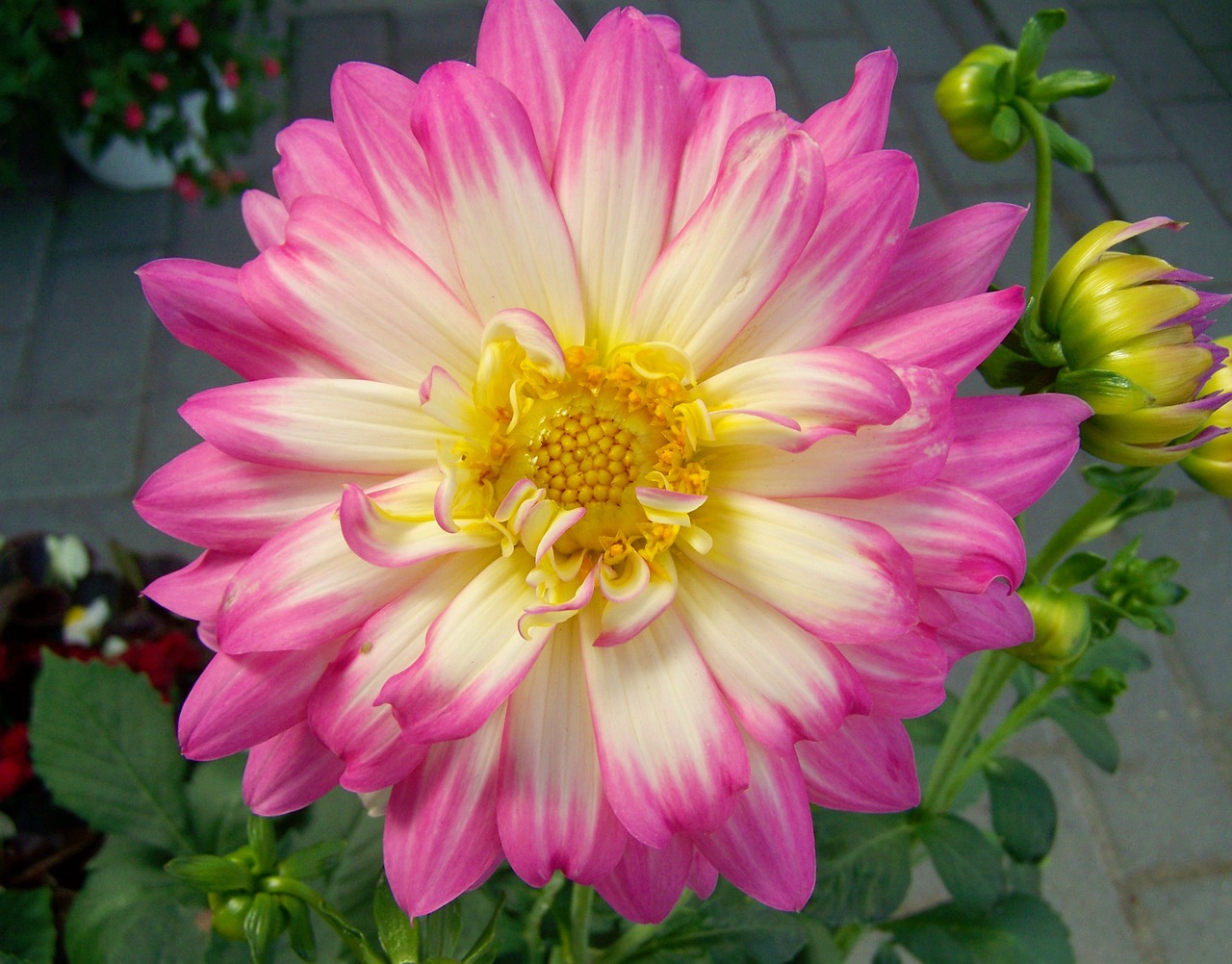 pink dahlia flower garden spring flower free photo