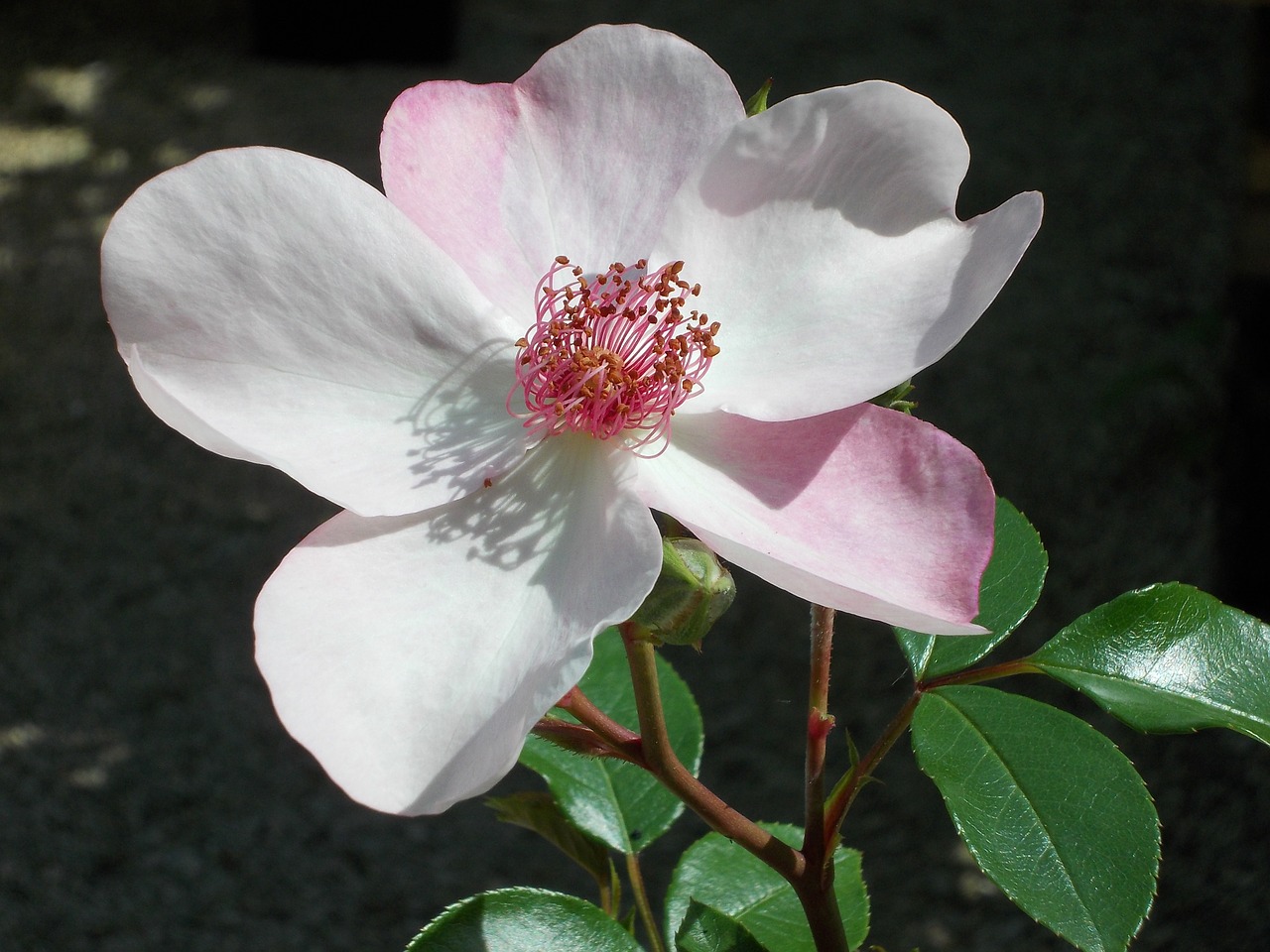 pink dainty bess rose floribunda free photo