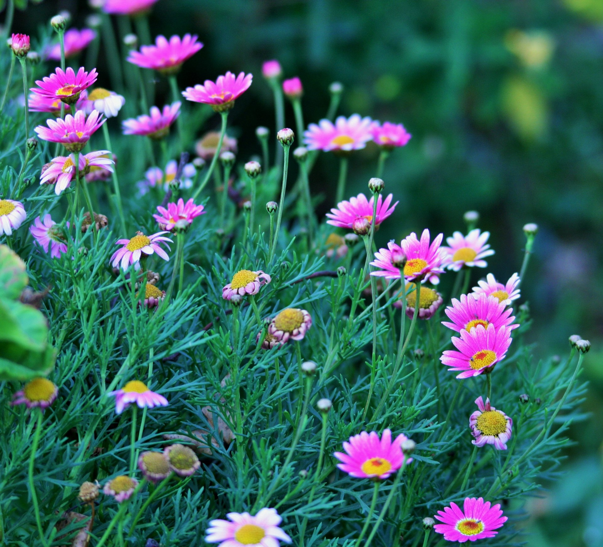 flowers daisies pink free photo