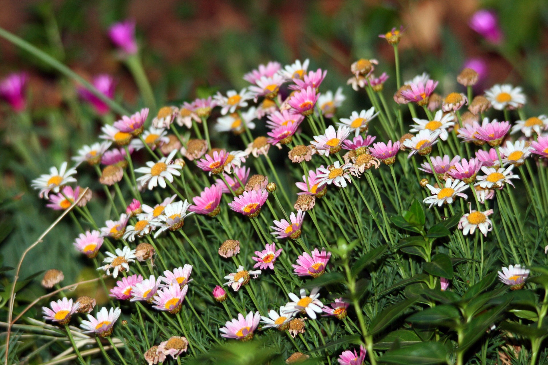 bed flower daisies free photo