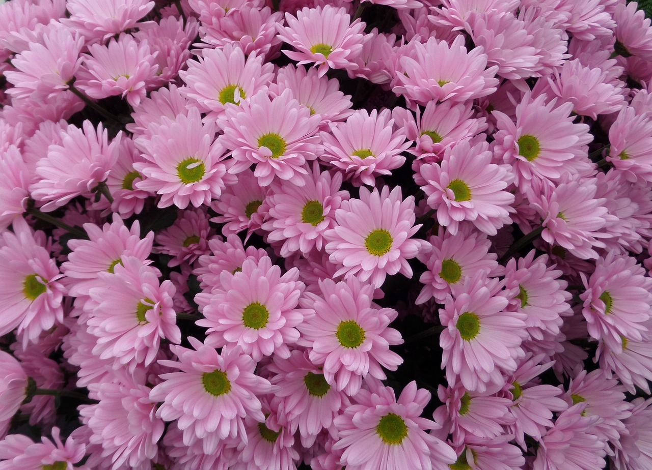 pink daisies pink daisy free photo