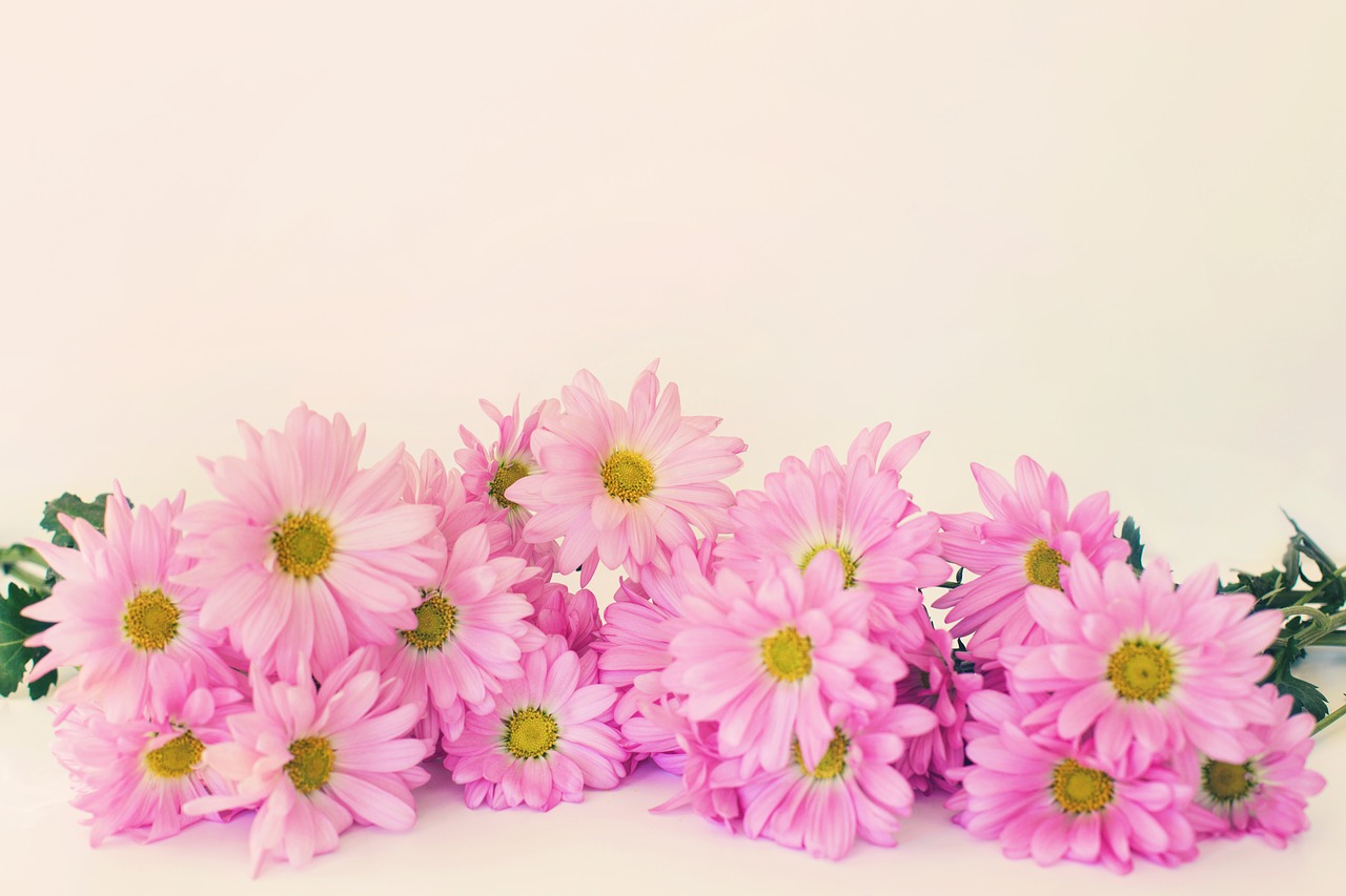 pink daisies daisies copy-space free photo