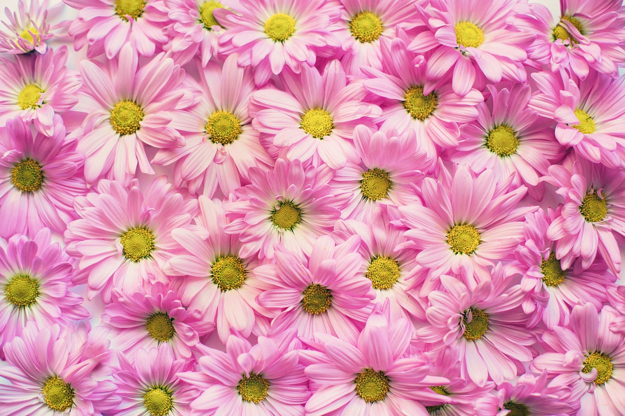 pink daisies flowers background free photo
