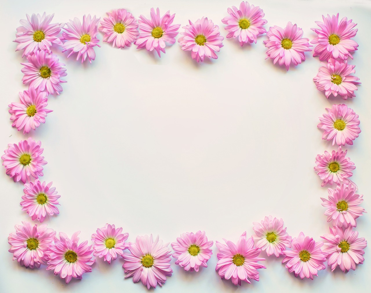 pink daisies border frame free photo