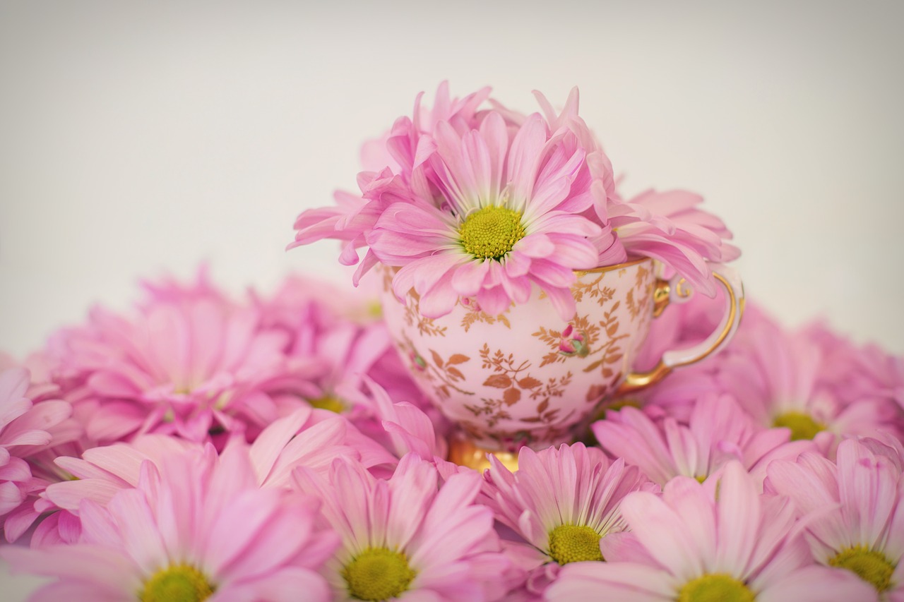 pink daisies flowers spring free photo