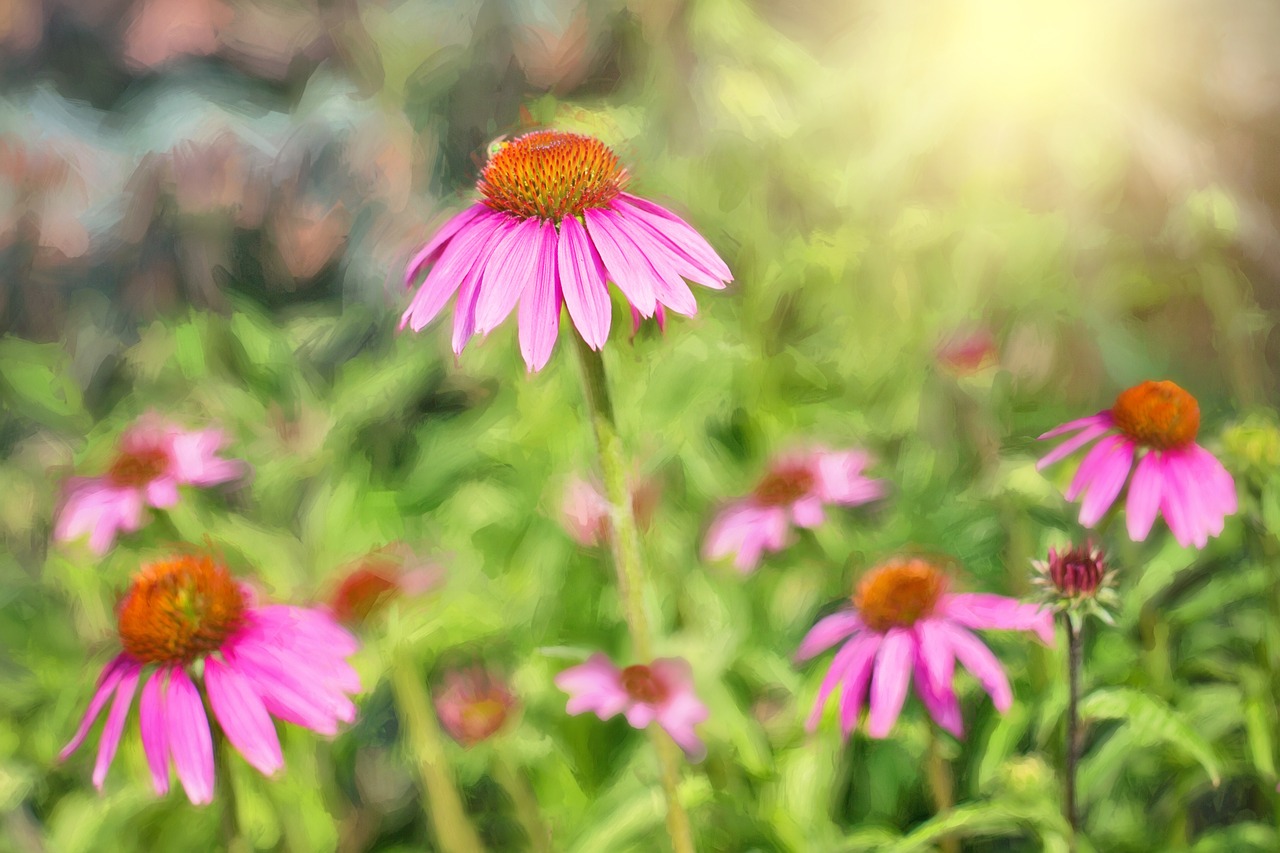 pink daisies flowers summer free photo