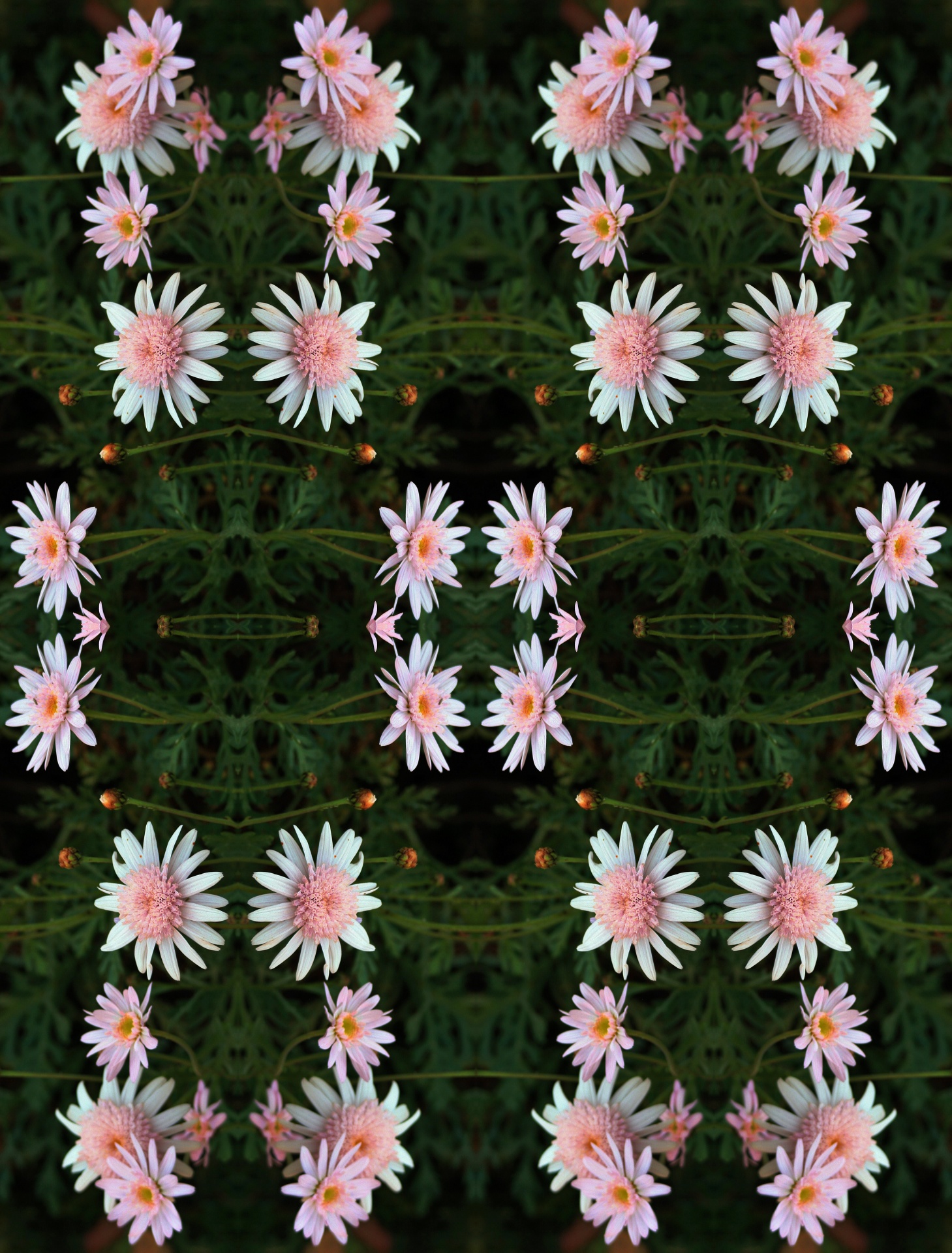 flowers daisies pattern free photo
