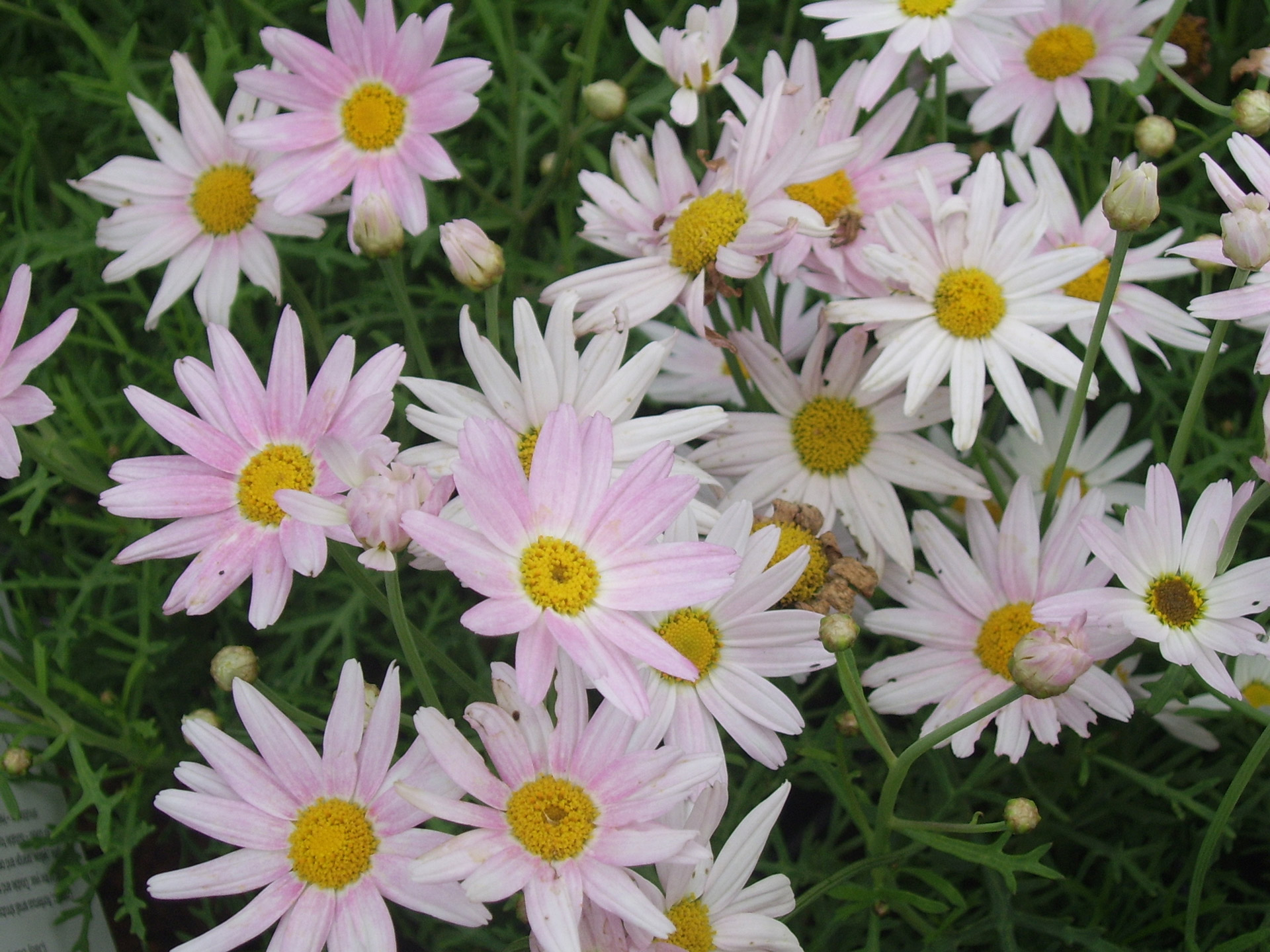 daisy pink flower free photo