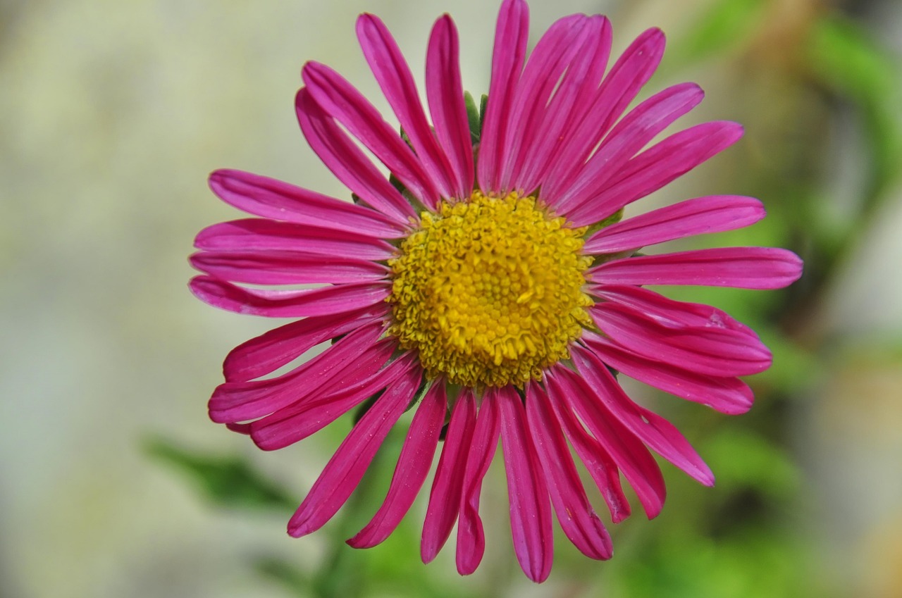 pink daisy bloom flower free photo