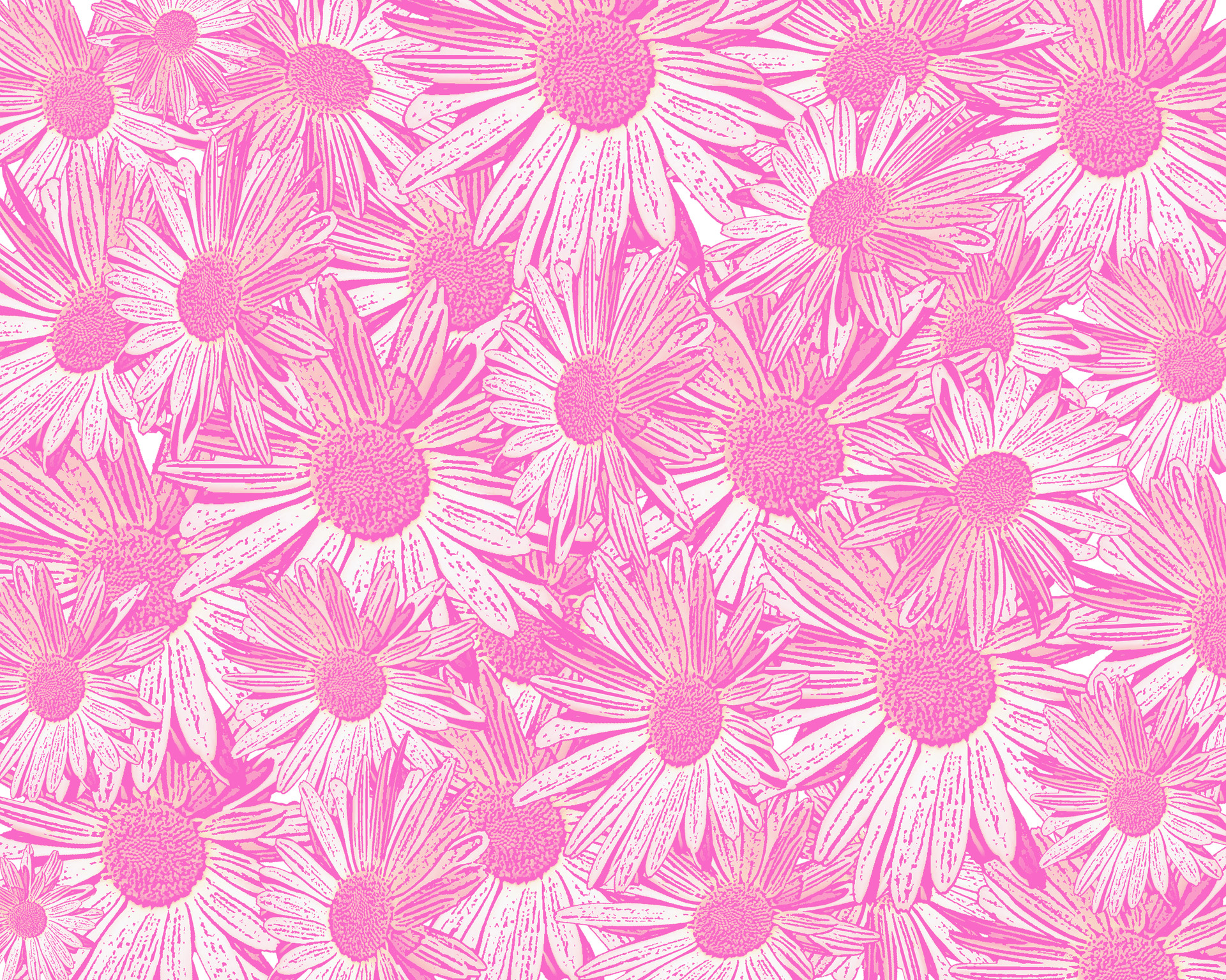 daisy pink light free photo