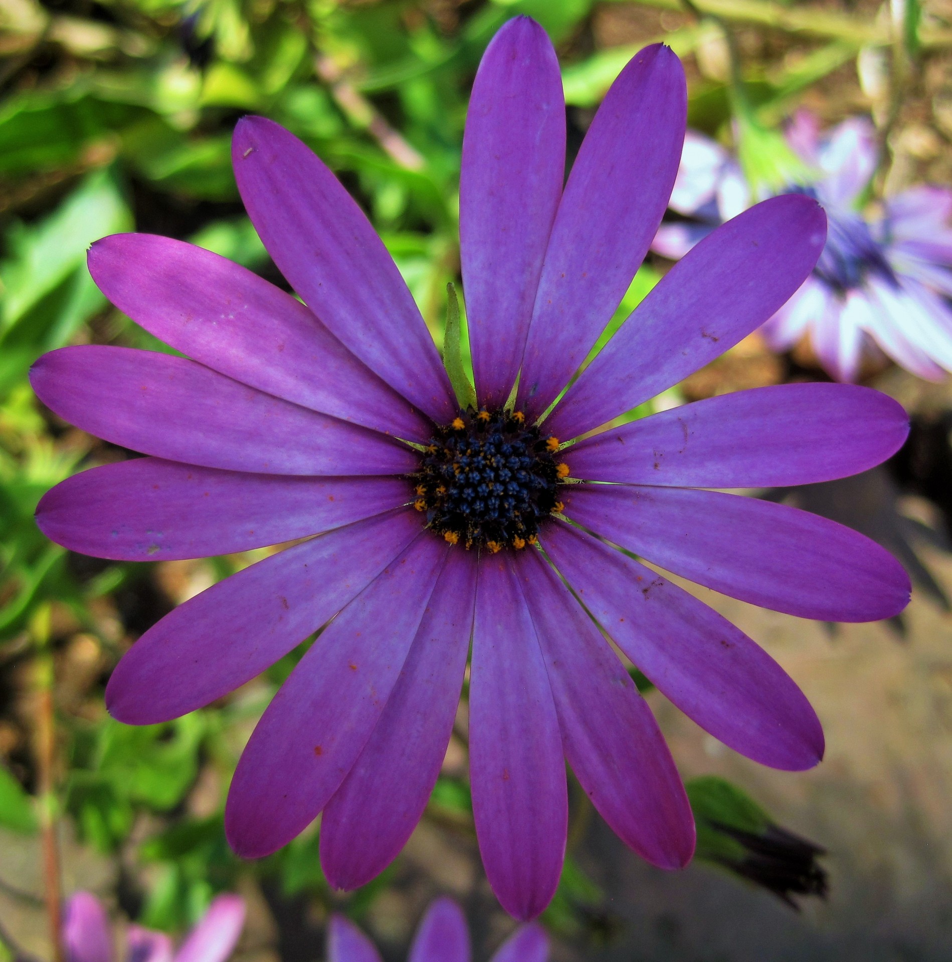 flower daisy pink free photo