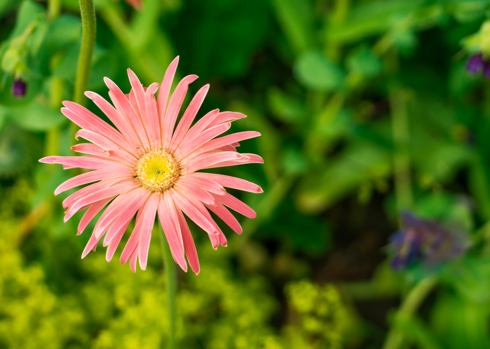 pink daisy type flower macro photography flower free photo