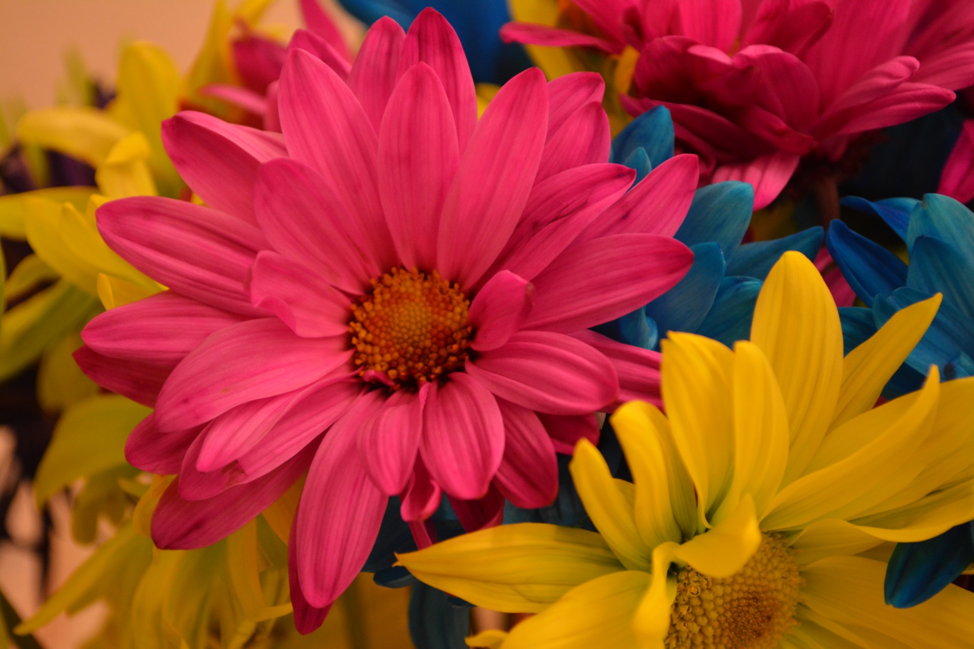 daisies macro flower free photo