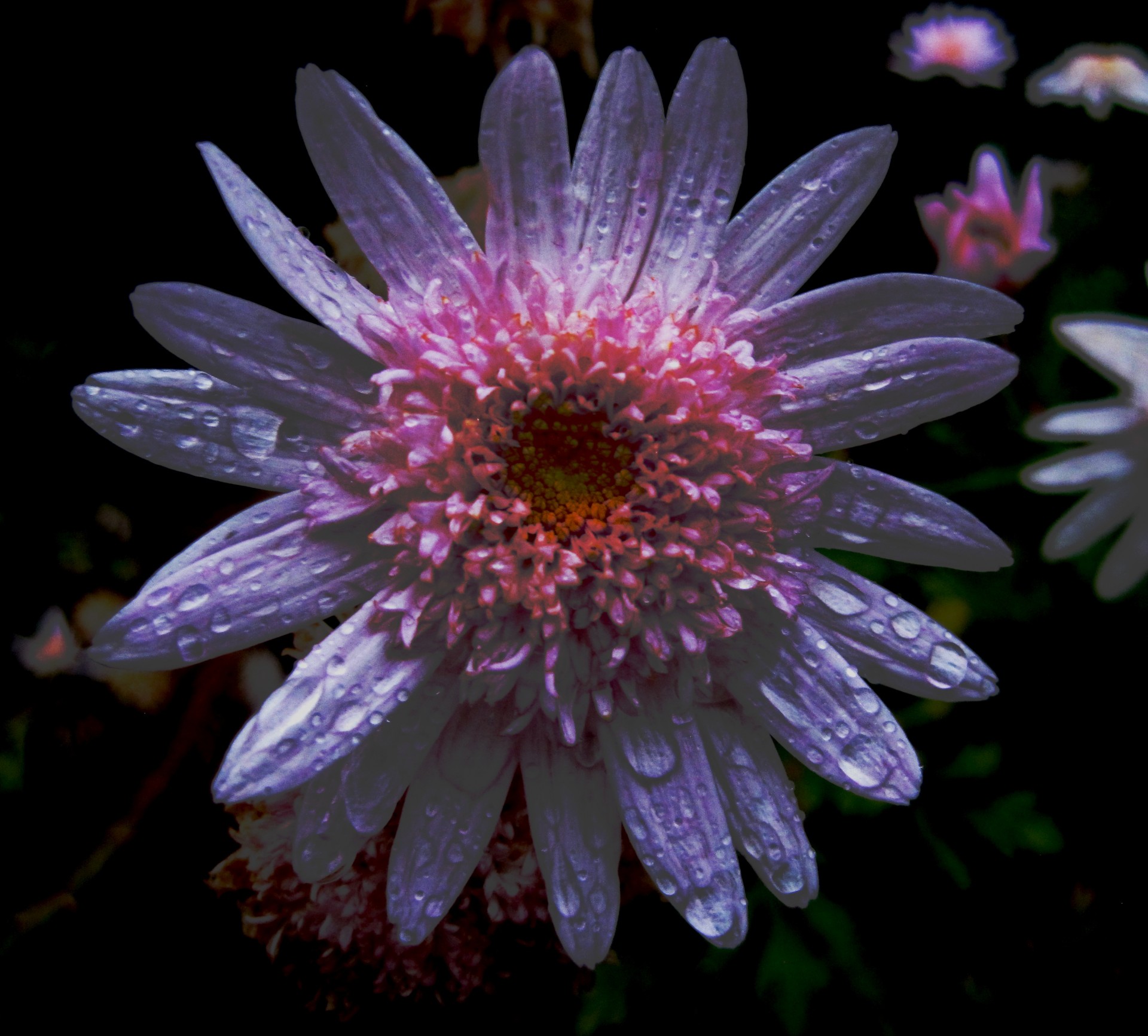 daisy flower pink free photo