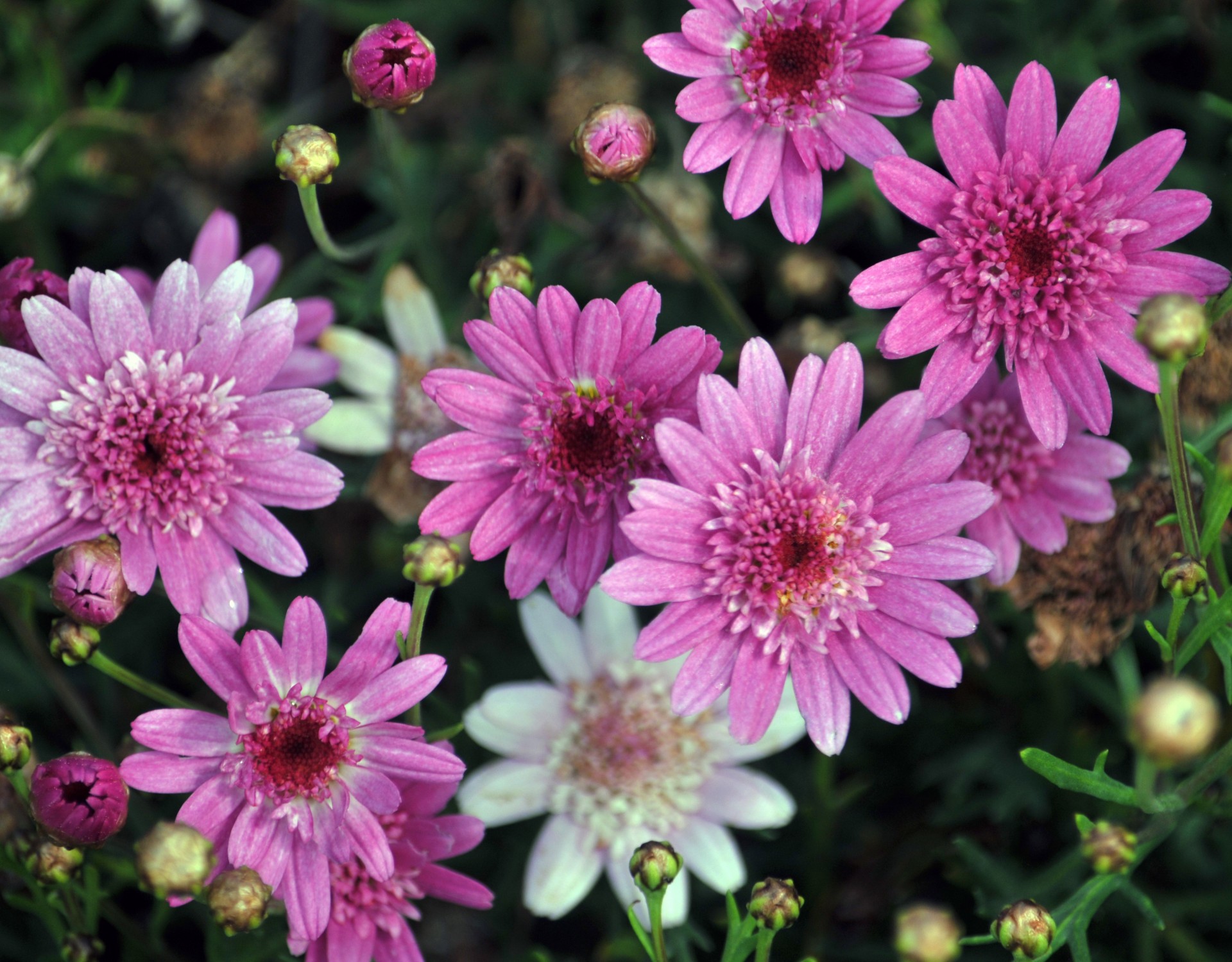 daisy daisies pink free photo