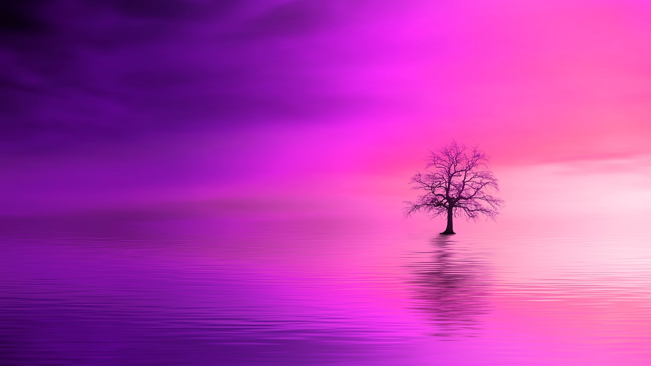 pink dawn  tree  ocean free photo