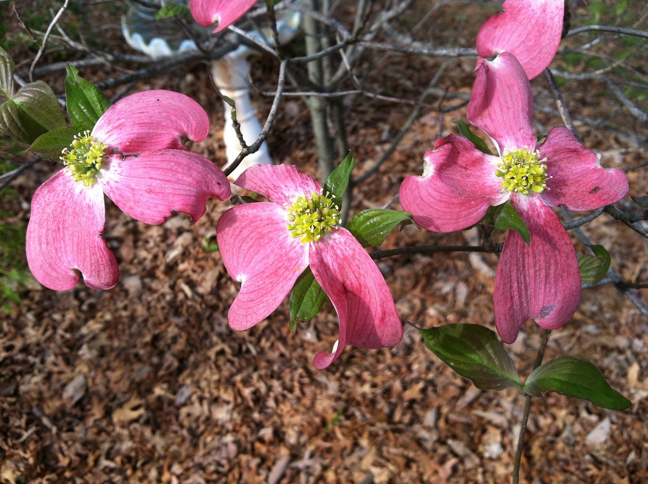pink dogwood spring dogwood dogwood blossoms free photo