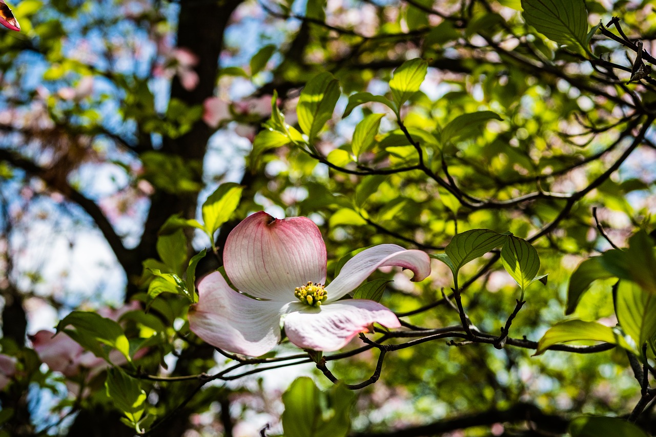 pink dogwood  flower  garden free photo