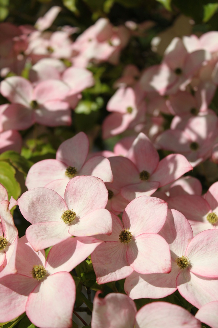 pink dogwood dogwood woody plant free photo