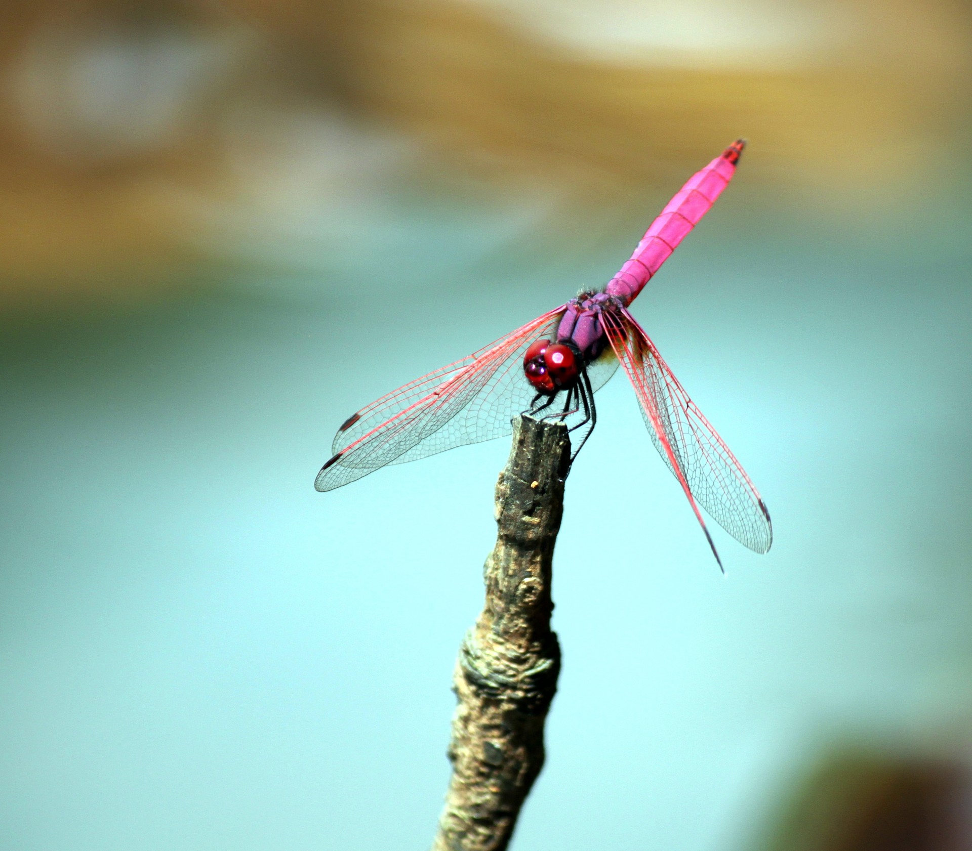 pink dragonfly dancing stick closeup close up free photo