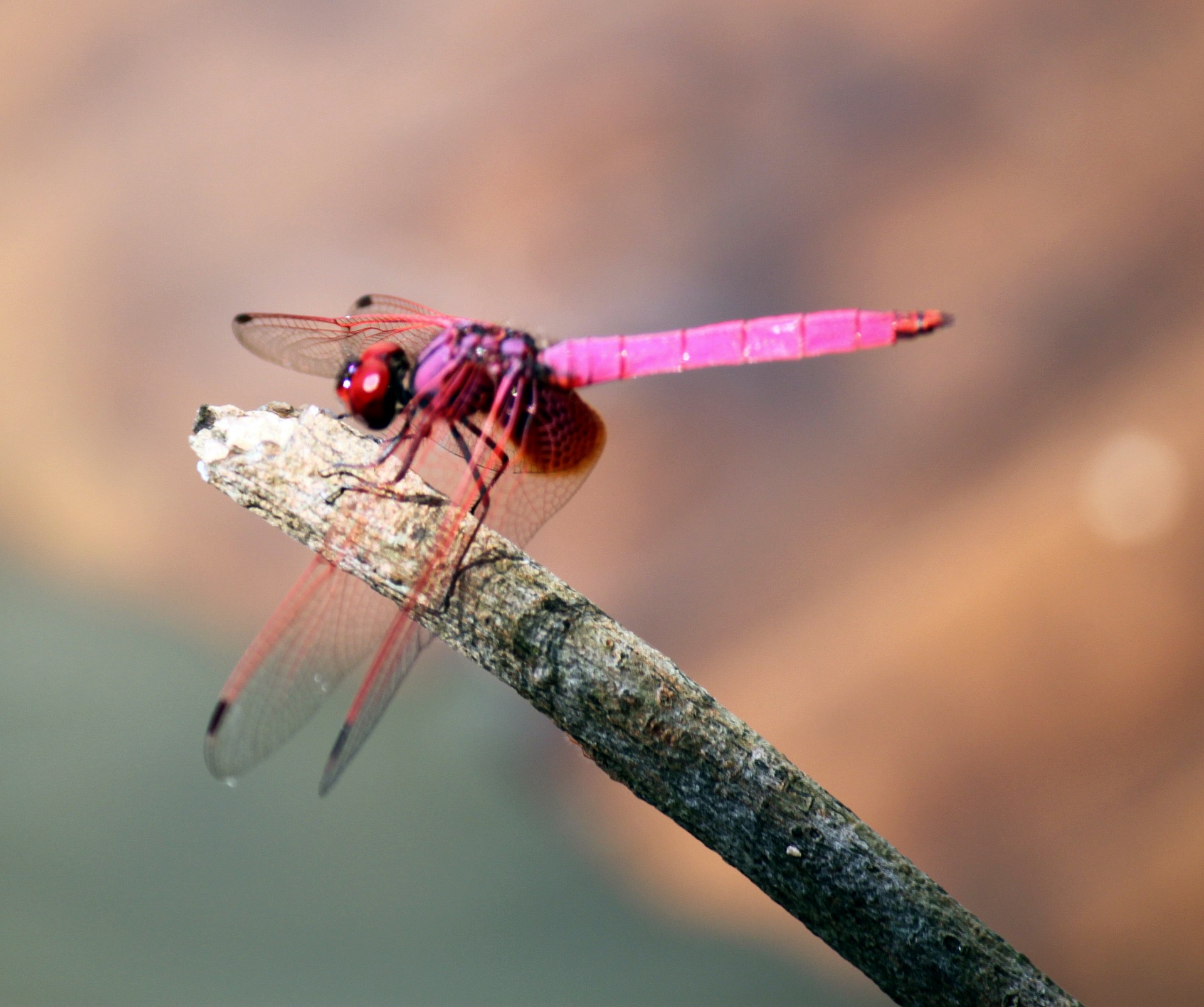 pink dragonfly stick free photo