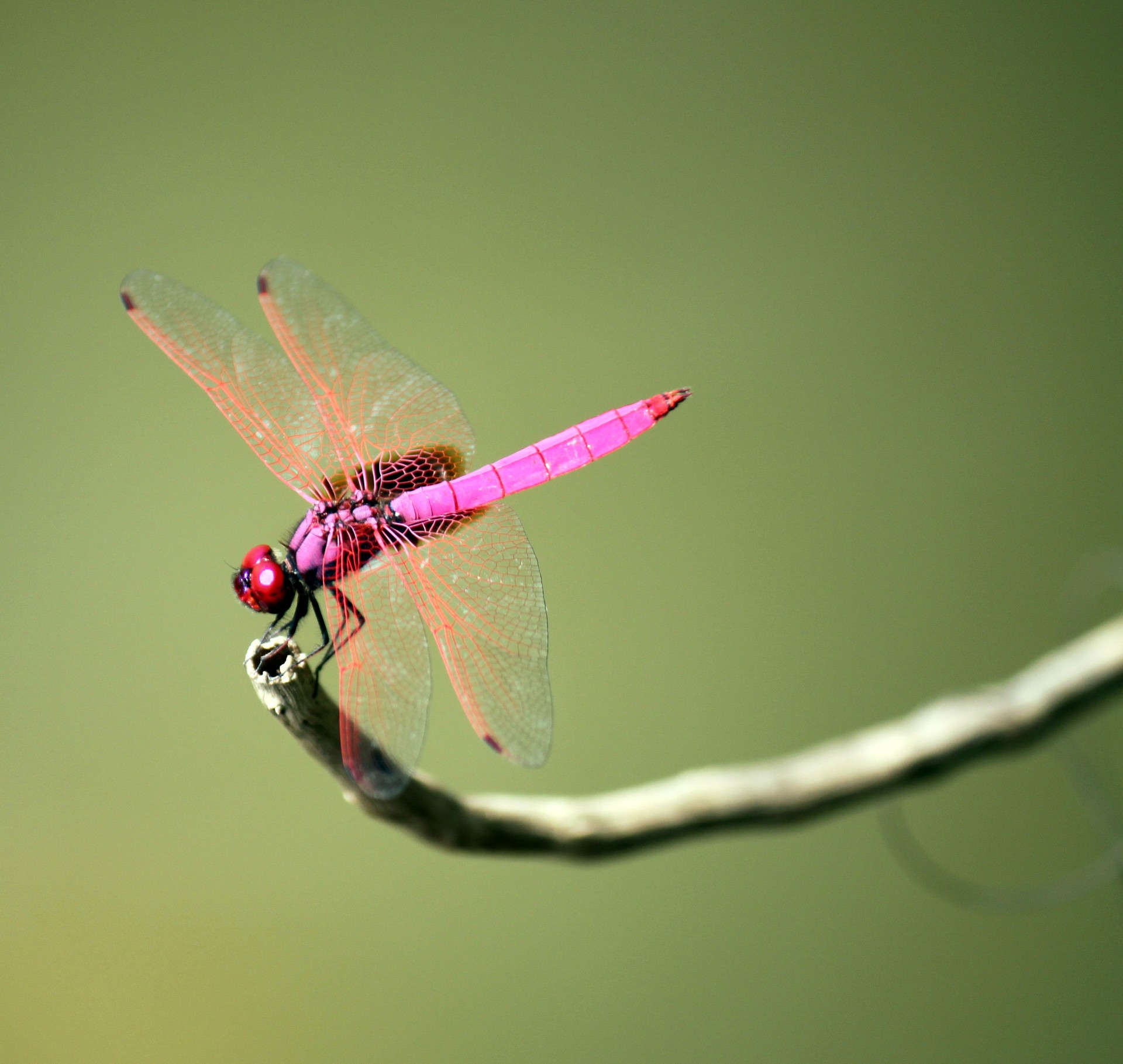 pink dragonfly stick young sunlight free photo