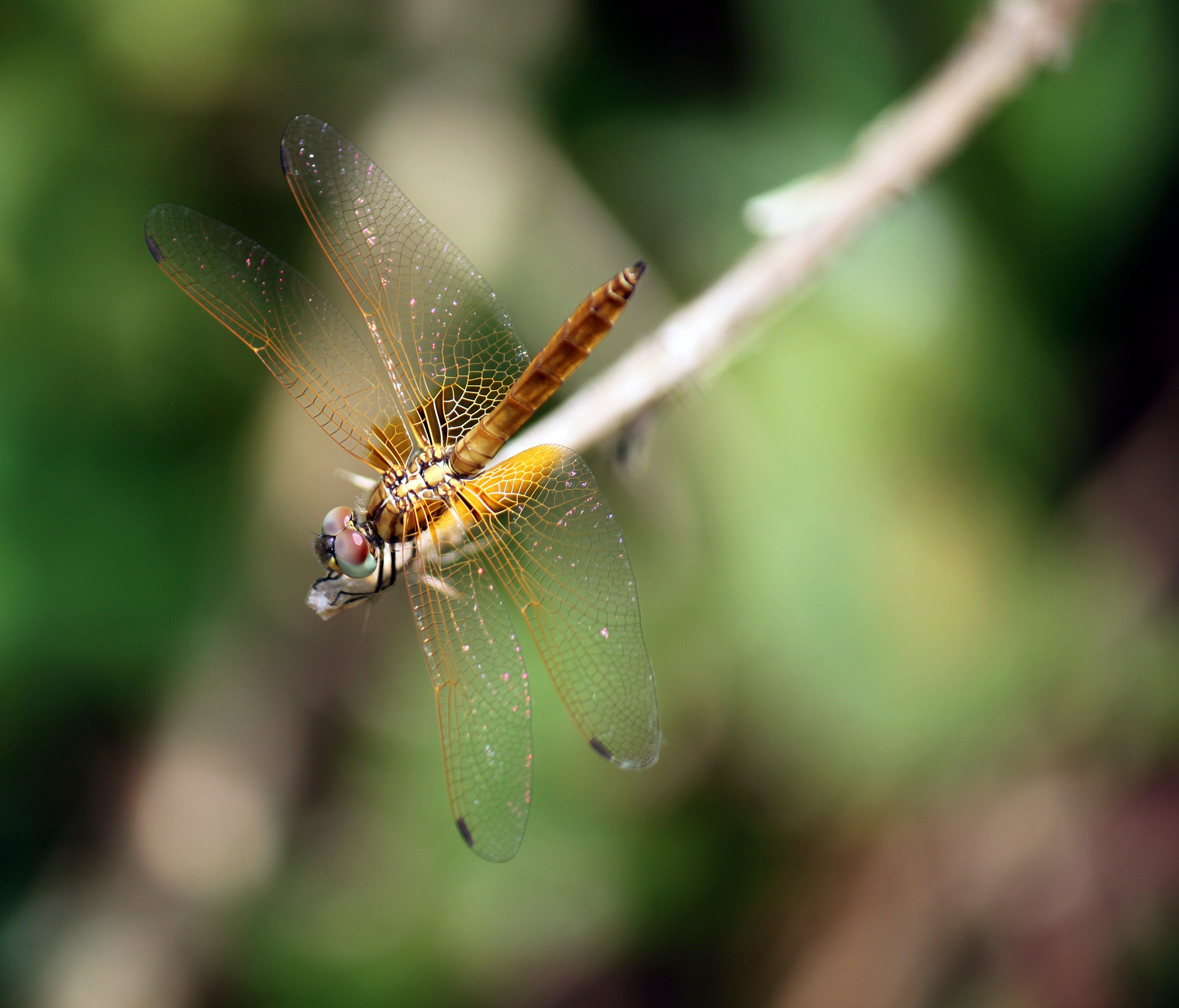 pink dragonfly staying at stick dragon fly yellow free photo