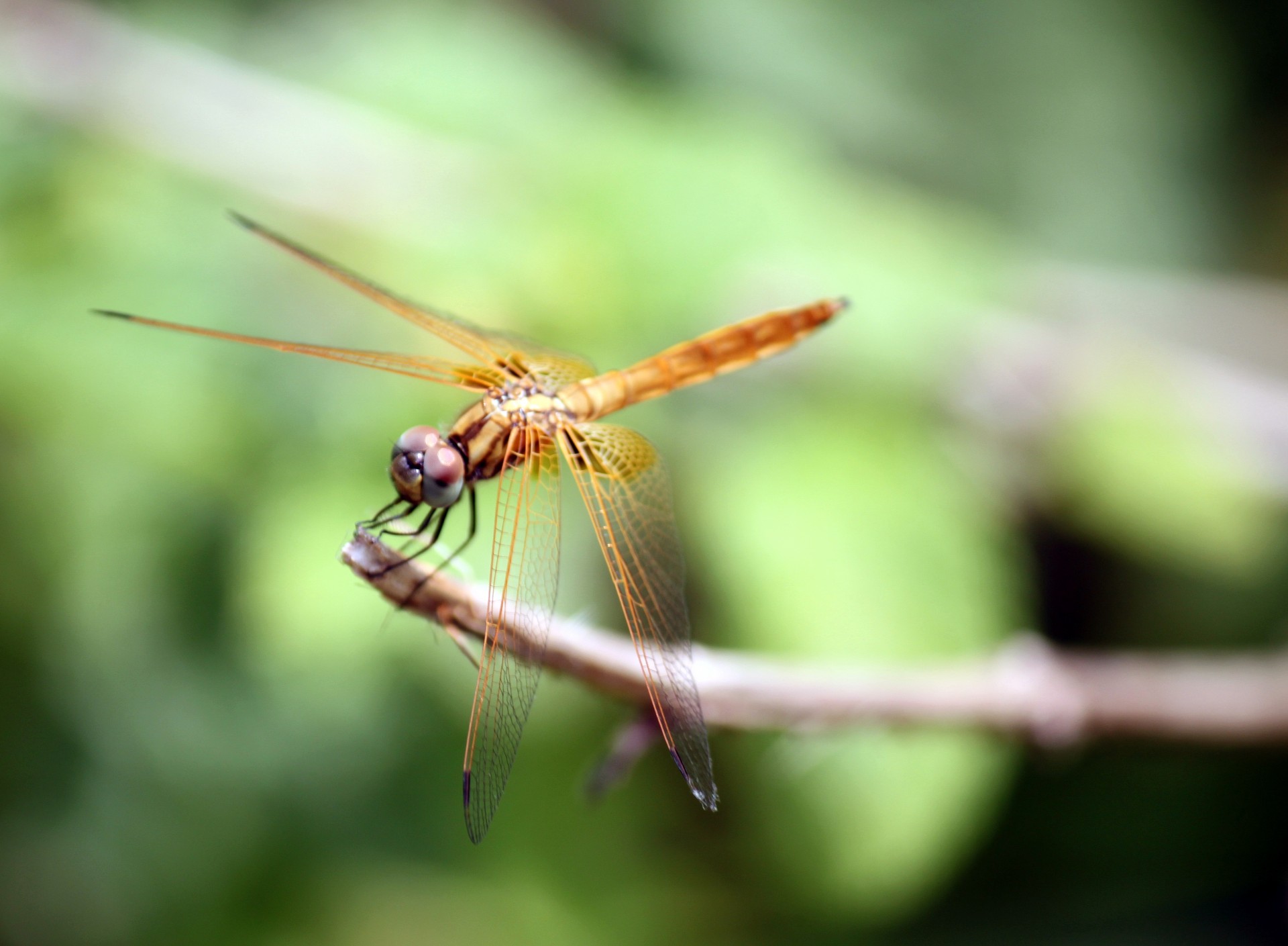 pink dragonfly staying at stick singapore little guilin free photo