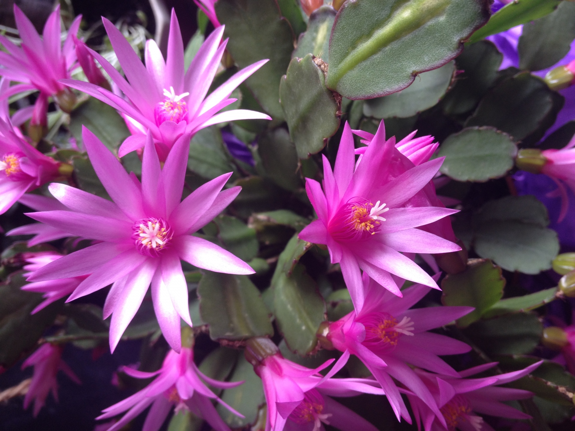 houseplants pink pink flowers free photo