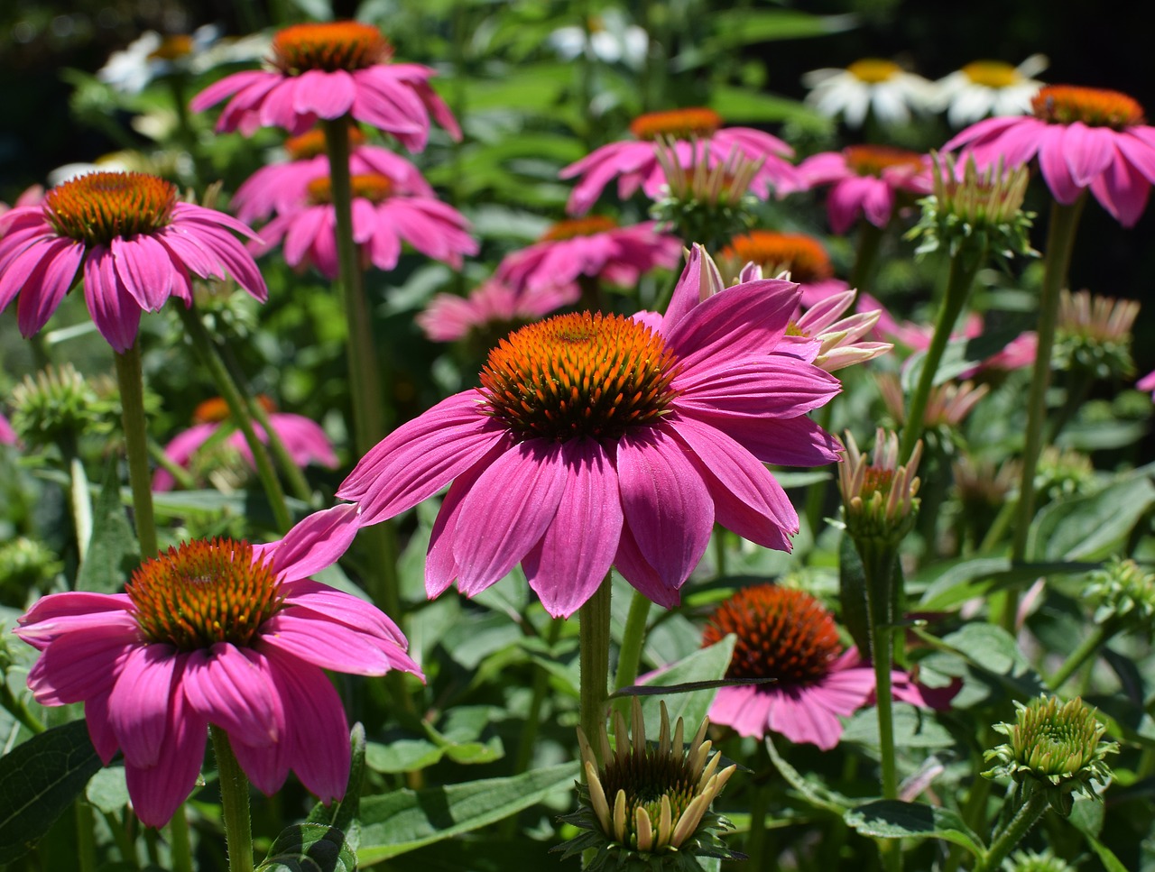 pink echinacea echinacea cone flower free photo