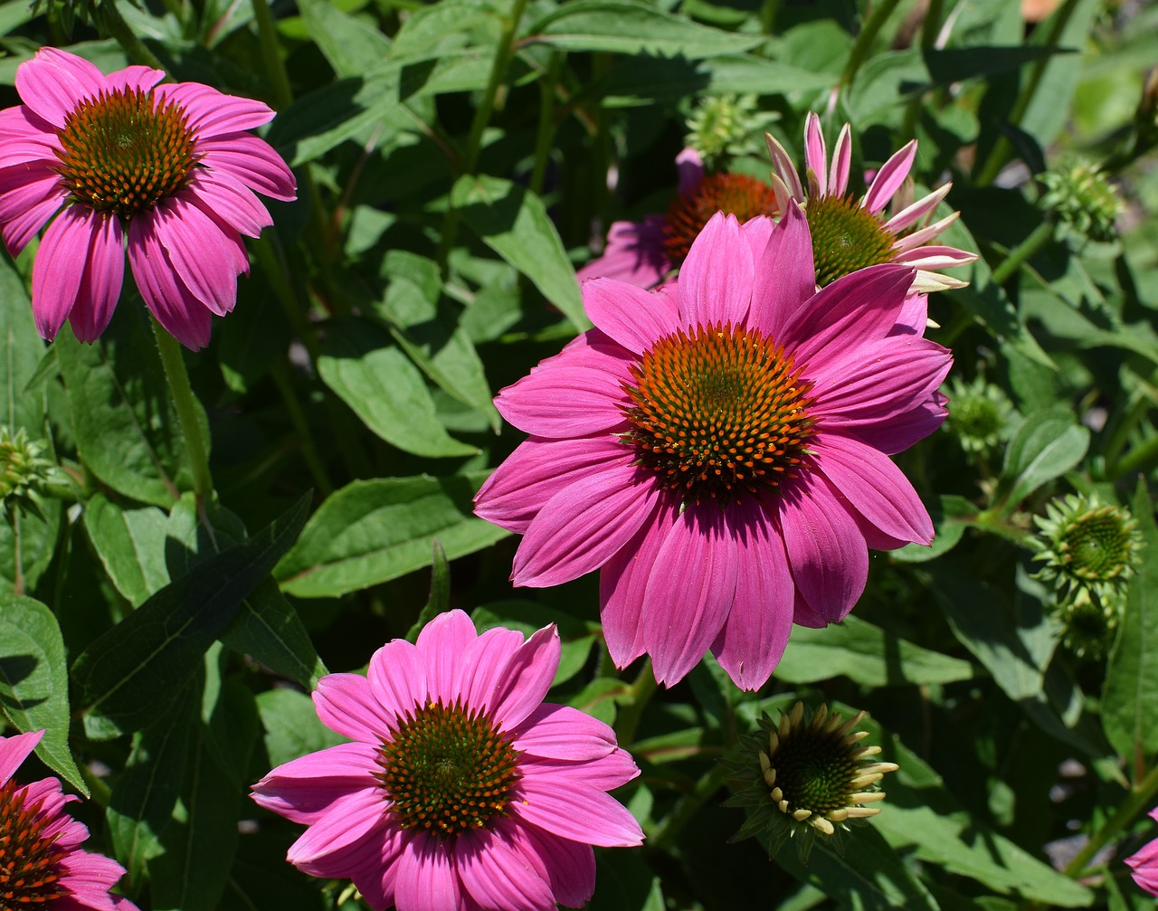 pink echinacea echinacea cone flower free photo