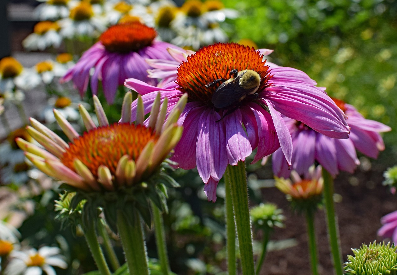 pink echinacea with bee bee echinacea free photo