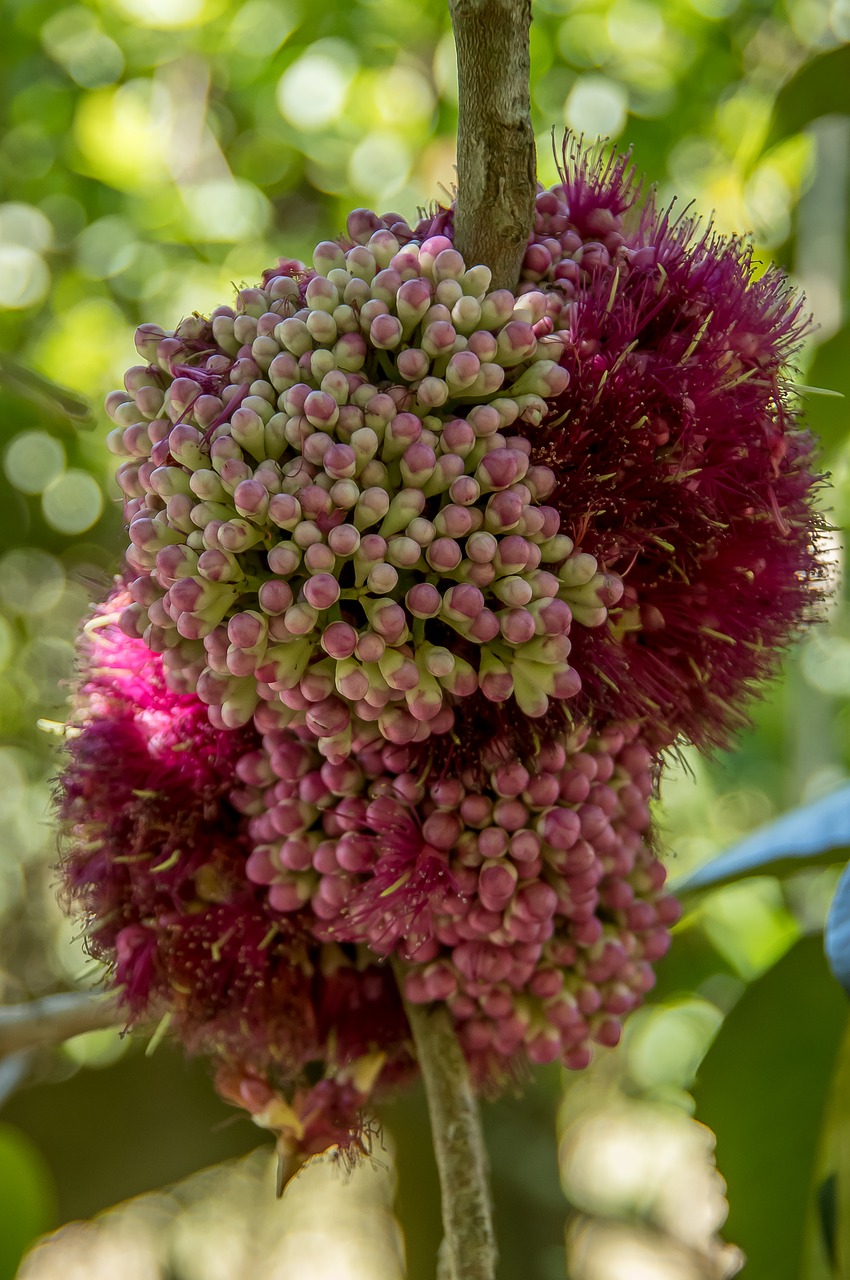 pink euodia melicope elleryana tree free photo