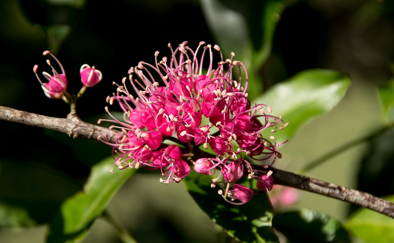 pink euodia  melicope elleryana  tree free photo