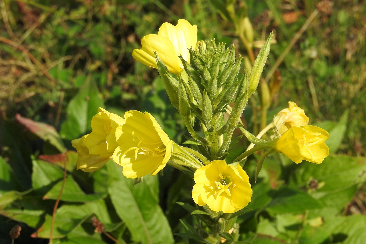 pink evening primrose flowers yellow free photo