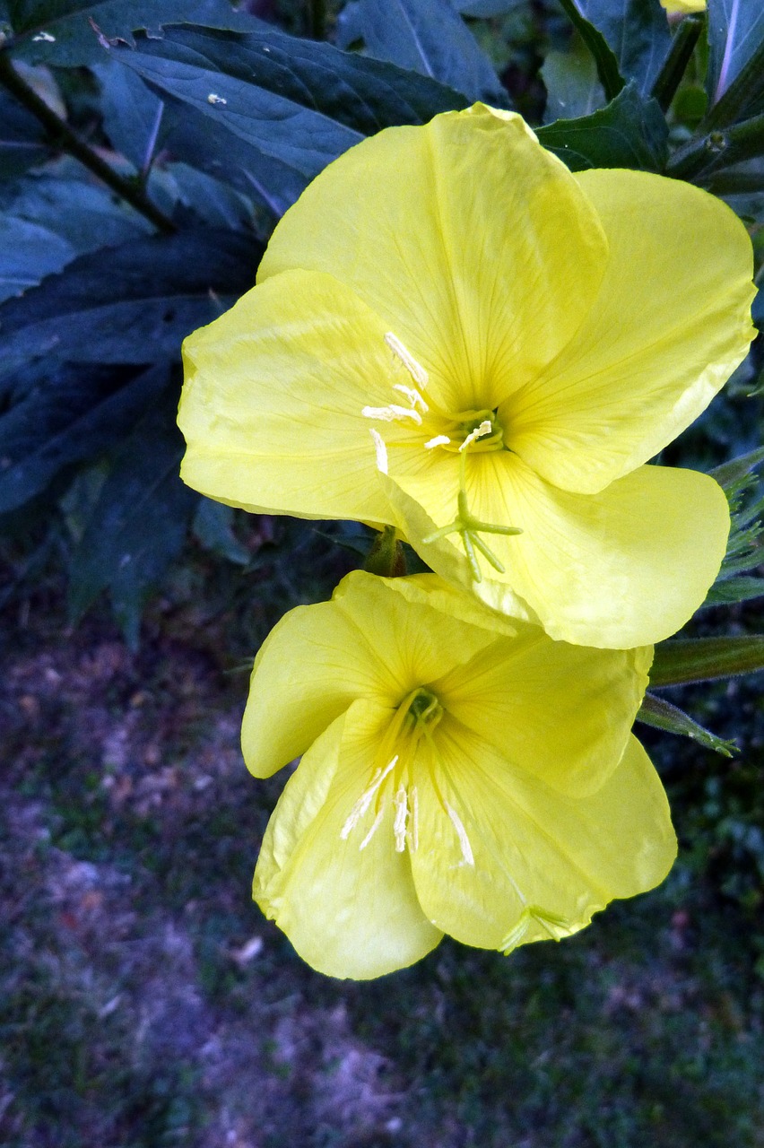 pink evening primrose primrose blossom free photo