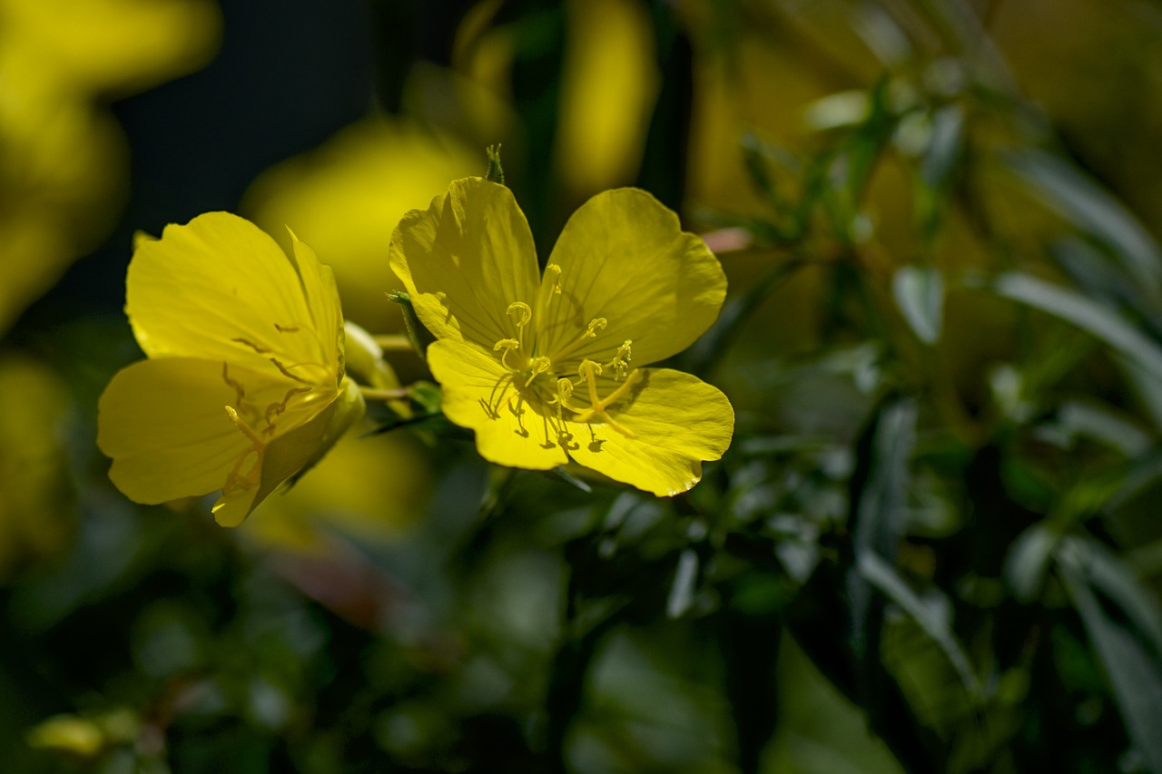 pink evening primrose  yellow  plant free photo