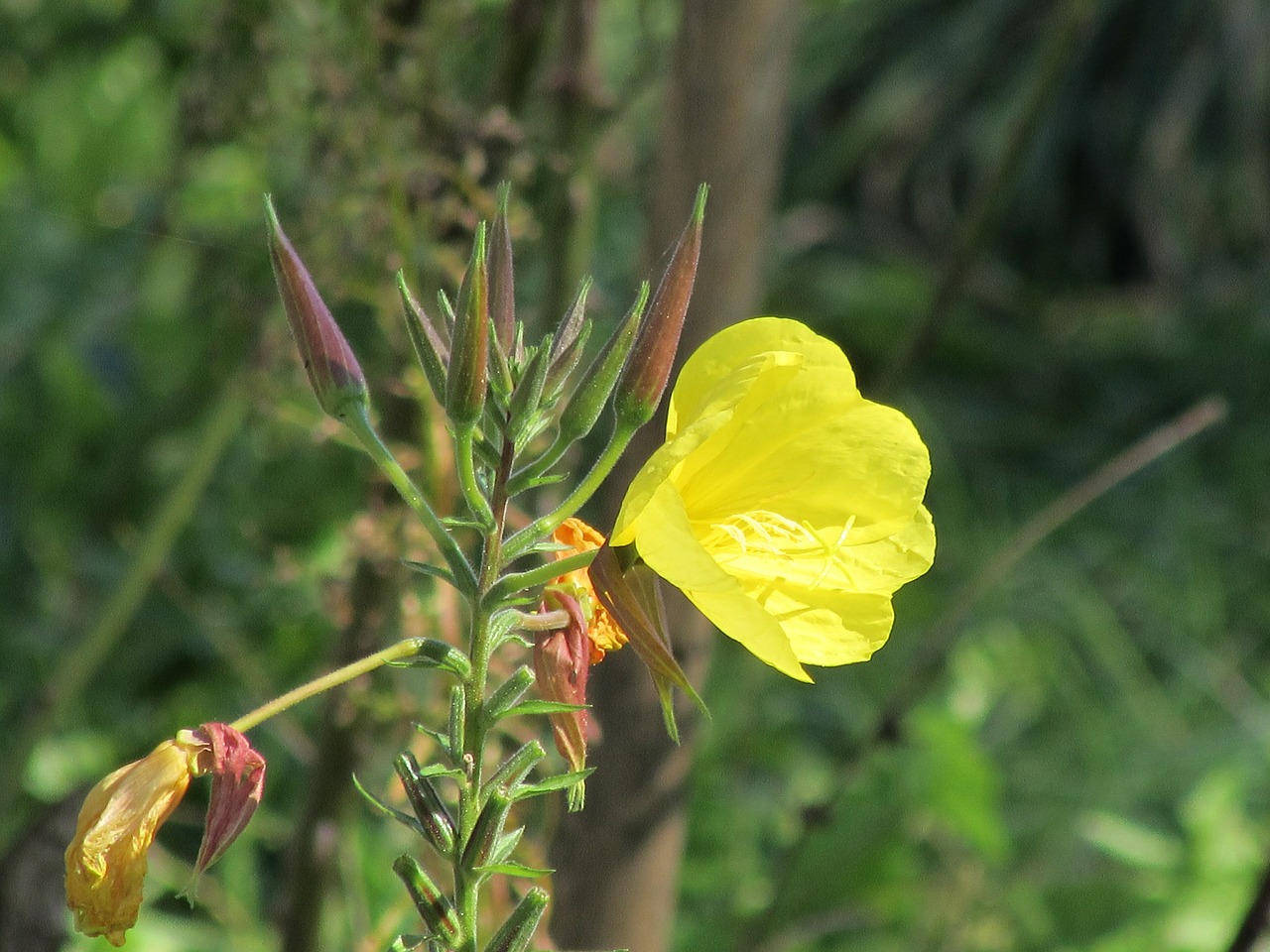 pink evening primrose flowers oenothera biennis free photo