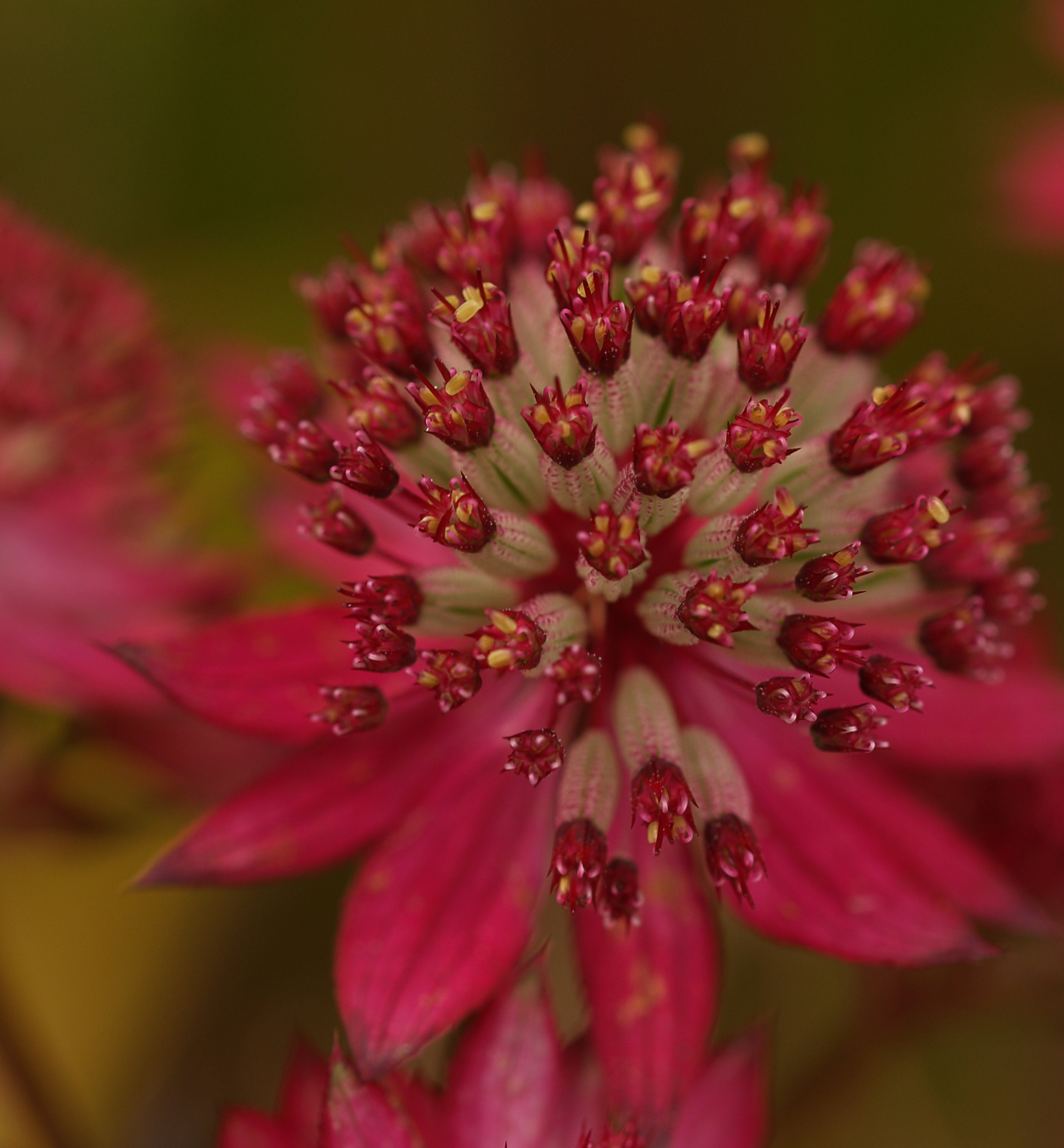 pink flower england free photo