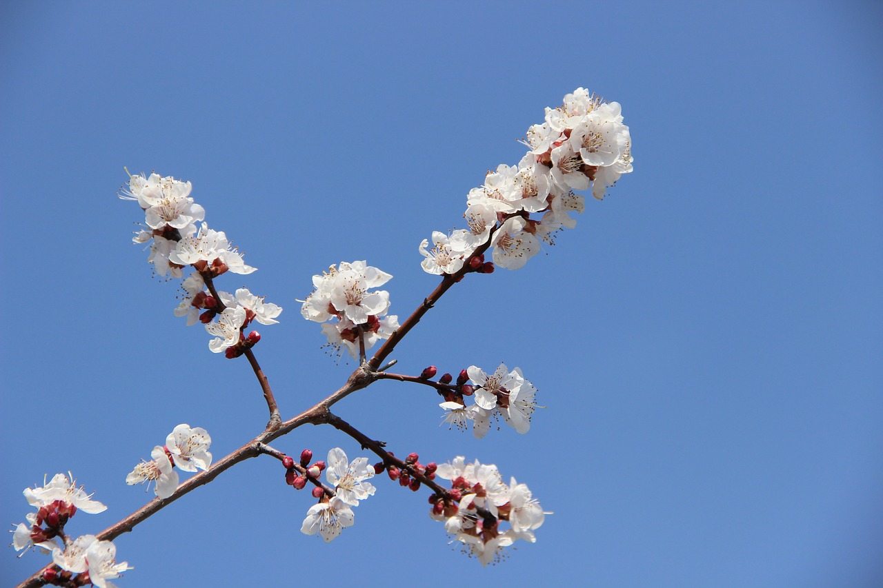 pink fades overturned flower spring free photo