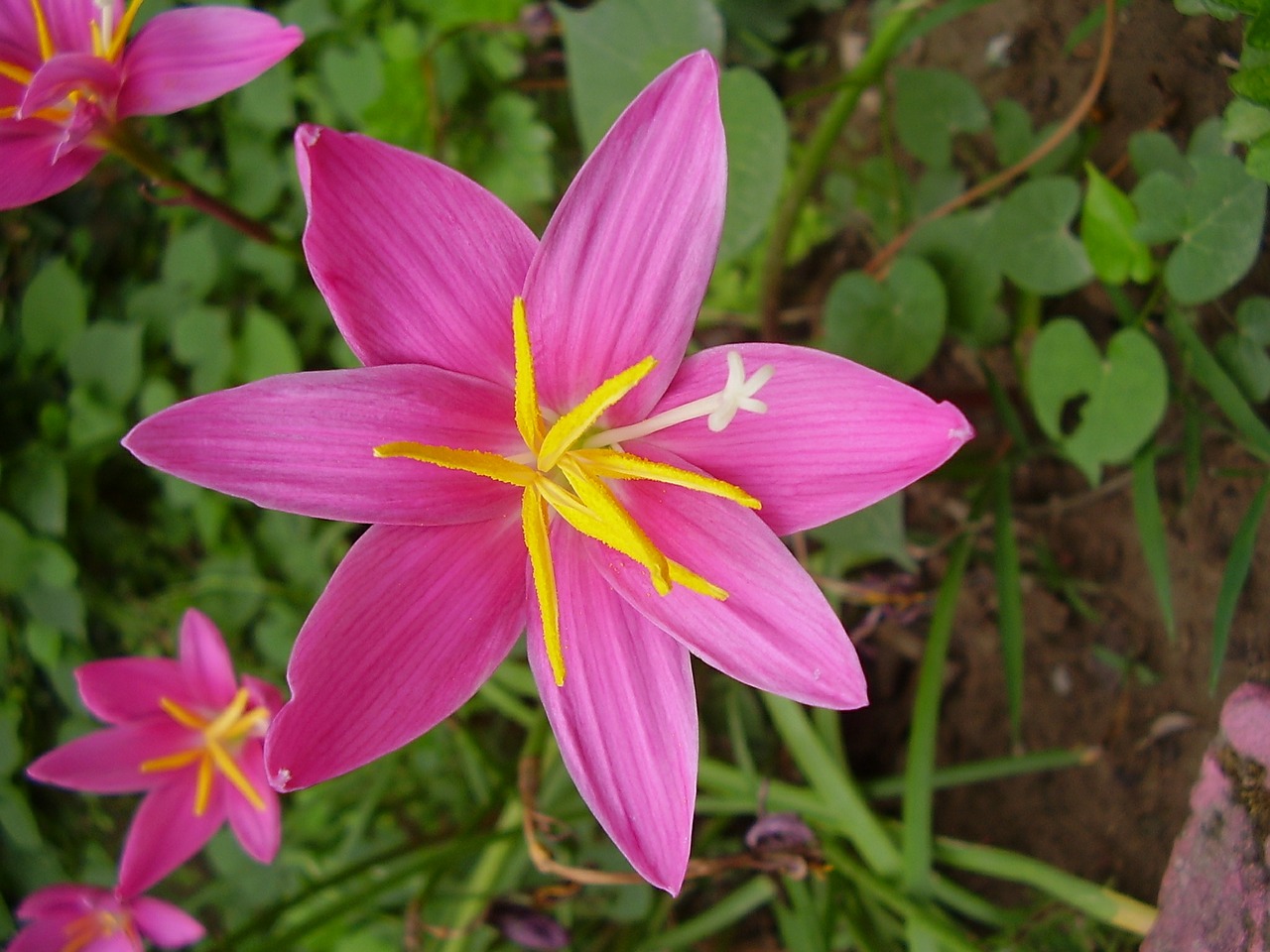 pink fairy lily flower bloom free photo