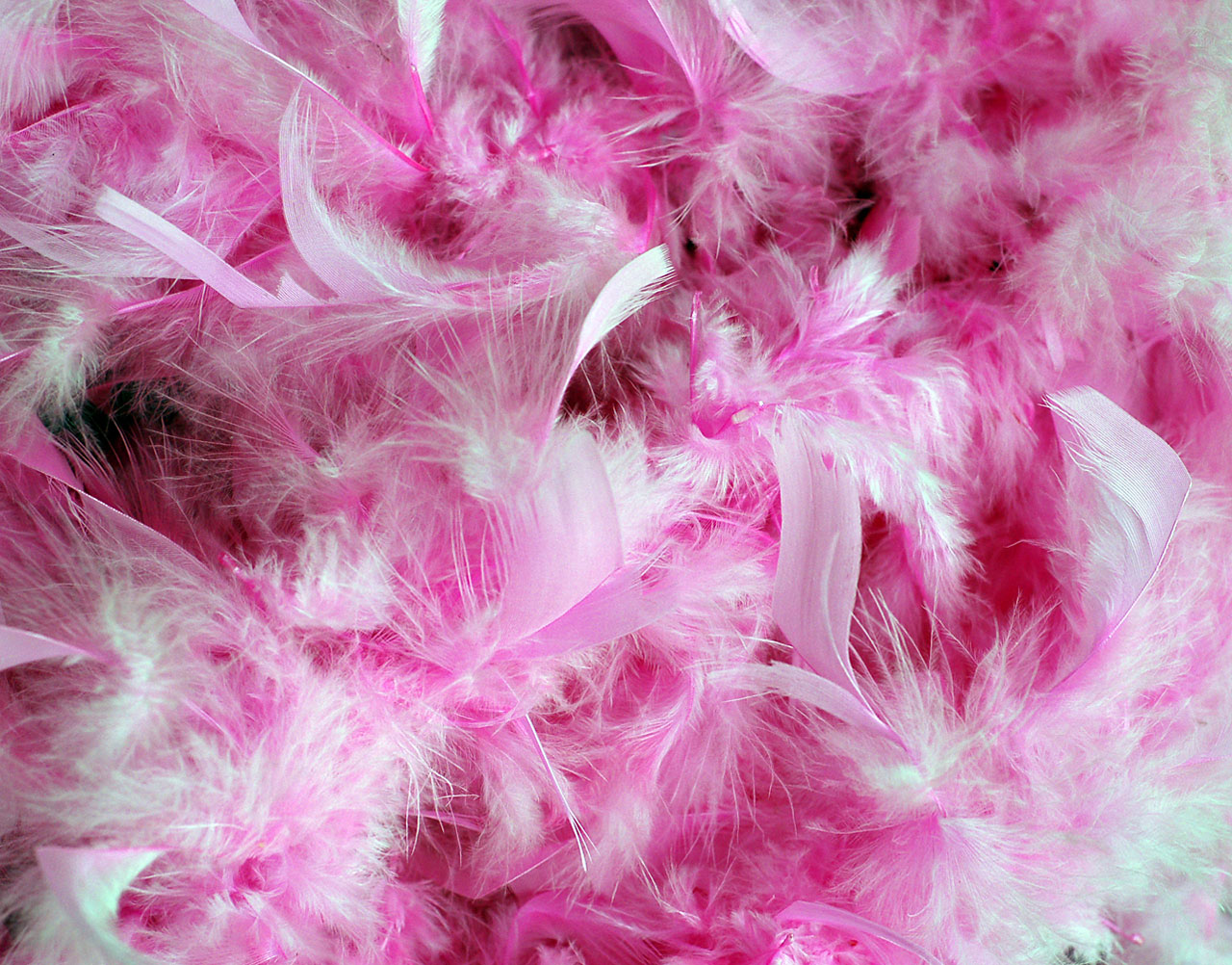 background pink feathers free photo